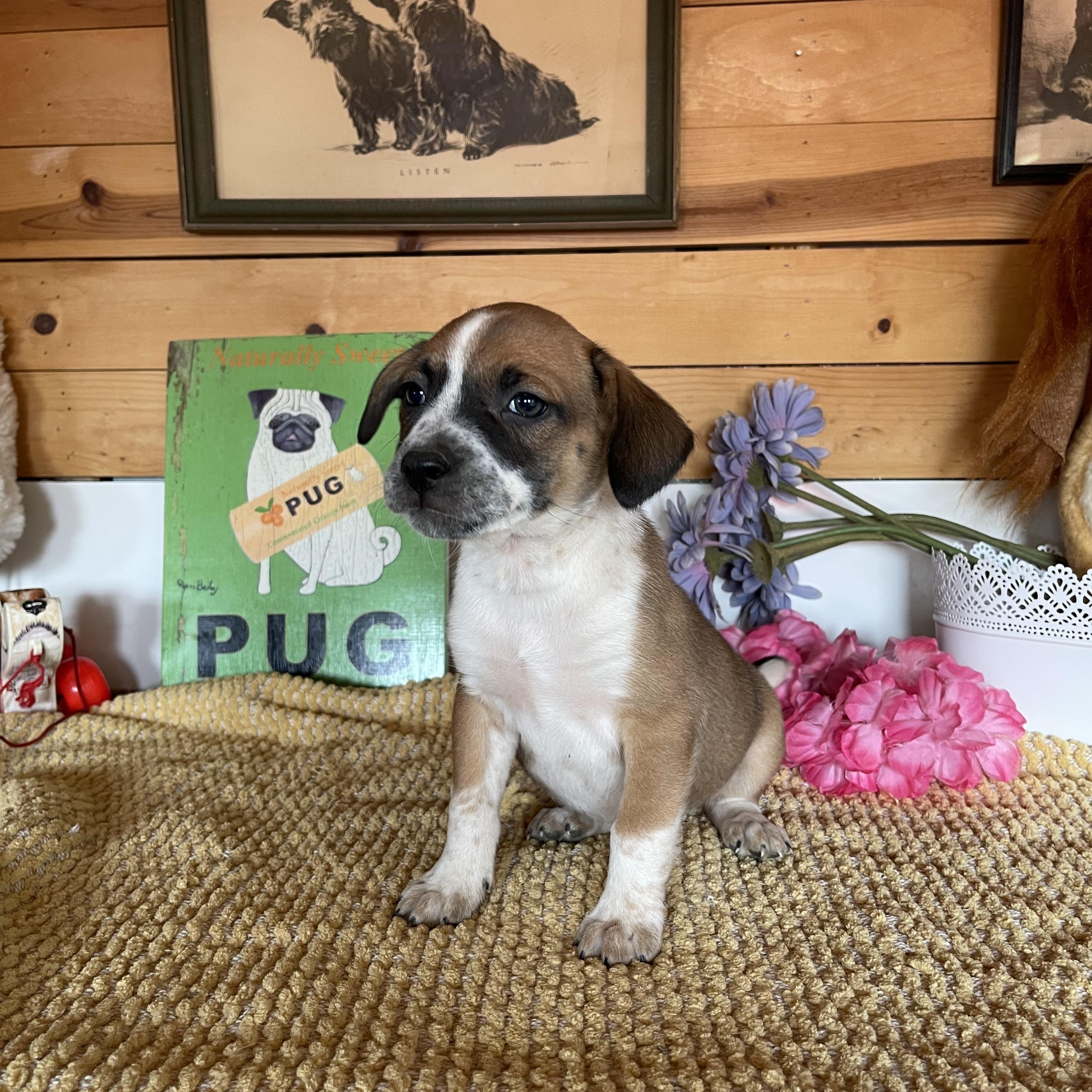 Enlarge Juliette, a Adoptable mixed breed in Vacaville, CA image 4/4