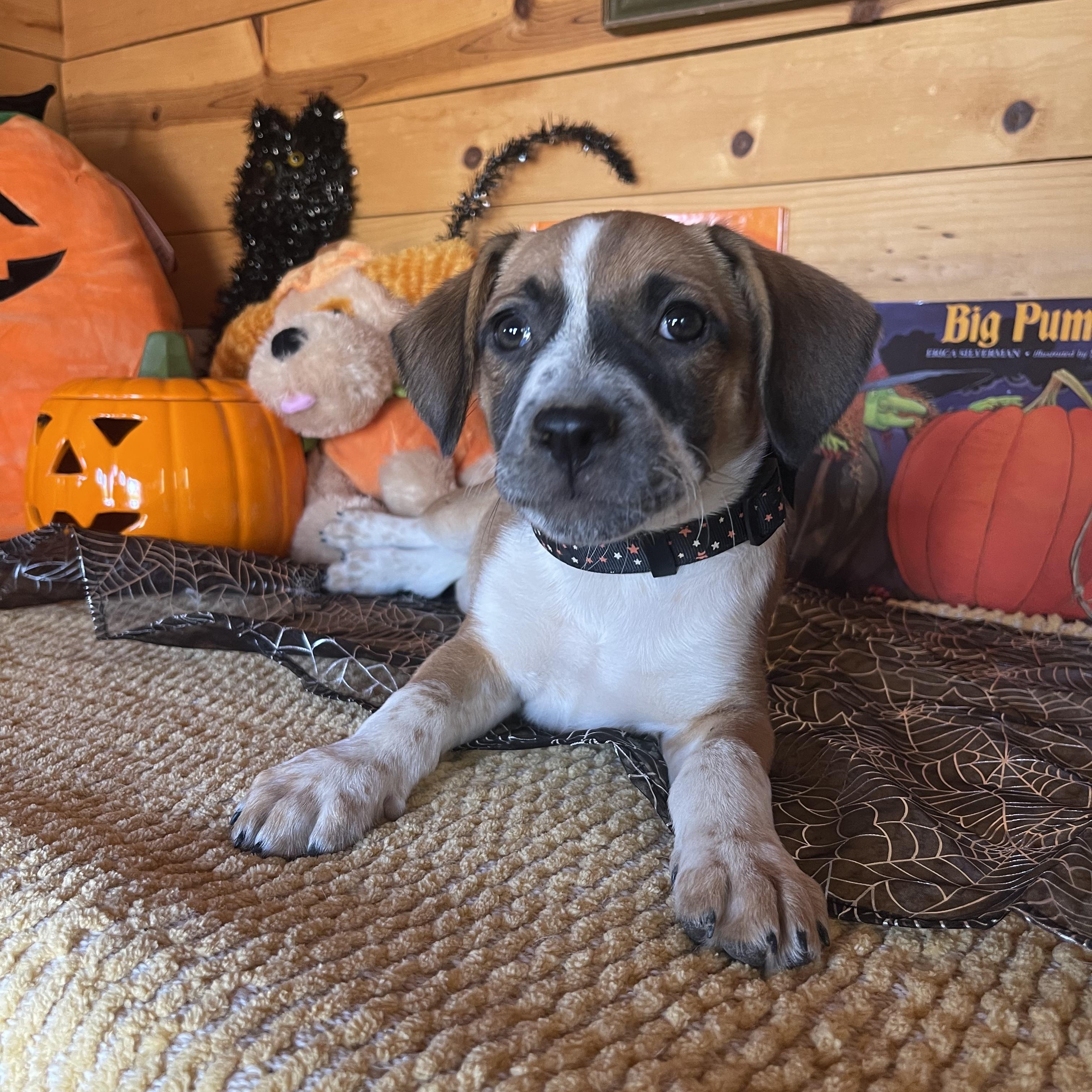 Juliette, Adopted, Puppy Female Terrier.