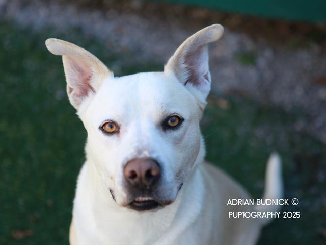 BLIZZARD, Adoptable, Young Male Mixed Breed.