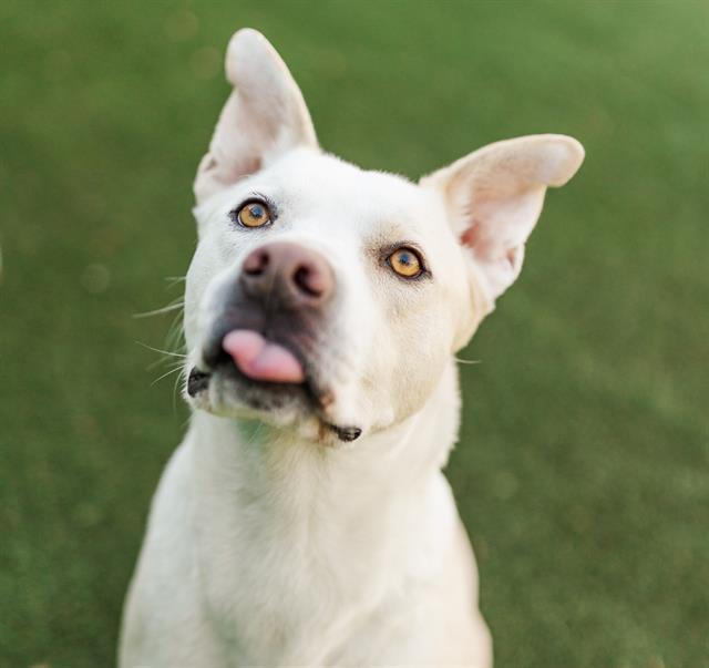 BLIZZARD, Adoptable, Young Male Mixed Breed.