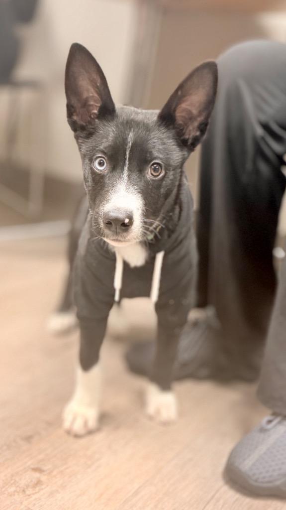 Dennis (foster), Adoptable, Young Male Husky & Mixed Breed.