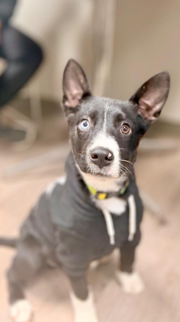 Enlarge Dennis (foster), a Adoptable mixed breed in Muskegon, MI image 2/4