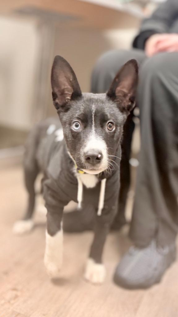 Enlarge Dennis (foster), a Adoptable mixed breed in Muskegon, MI image 3/4