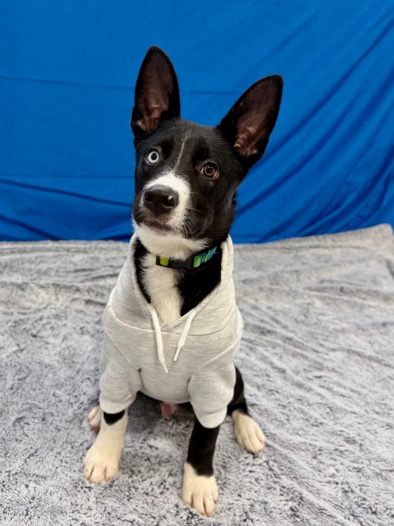 Enlarge Dennis (foster), a Adoptable mixed breed in Muskegon, MI image 4/4