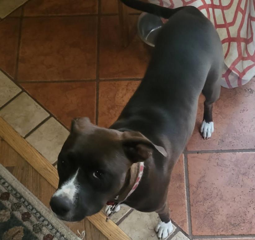 Delilah, Adoptable, Young Female Pit Bull Terrier.