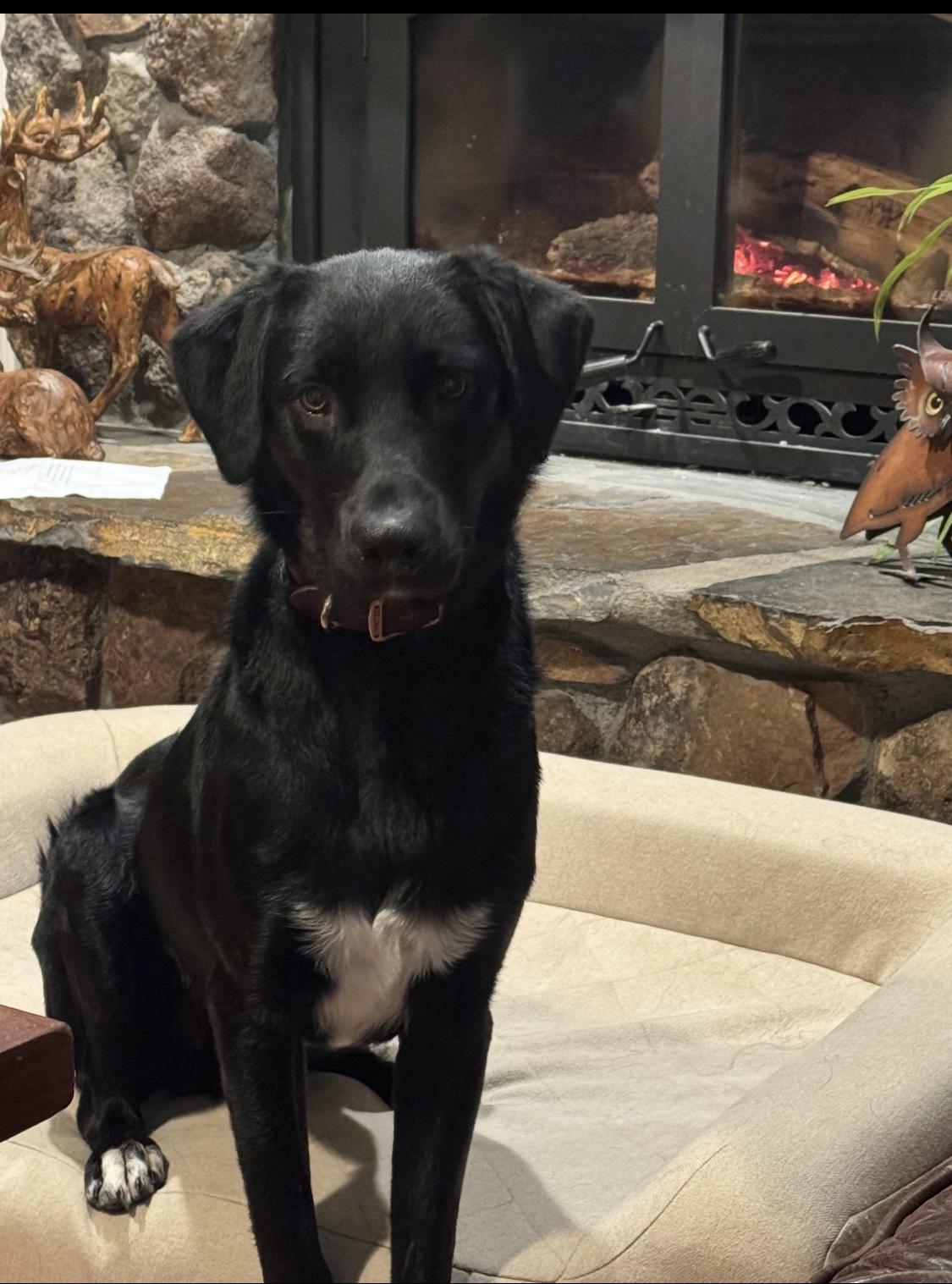 Enlarge Frankie, an adopted mixed breed in Vacaville , CA image 1/3