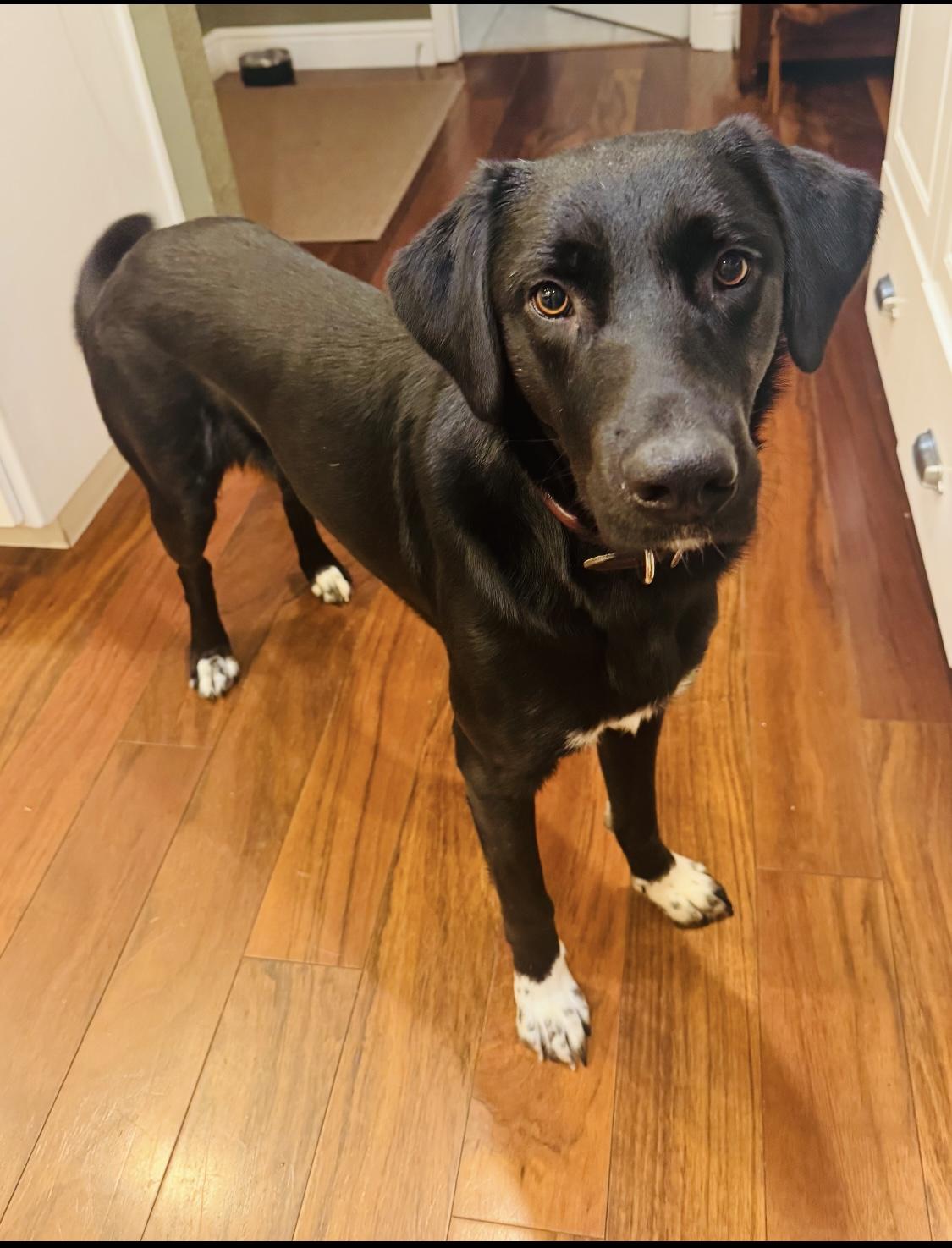 Enlarge Frankie, an adopted mixed breed in Vacaville , CA image 2/3