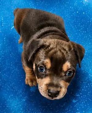 Enlarge LILLY- Needs a forever home, a Adopted mixed breed in Birmingham, MI image 2/2