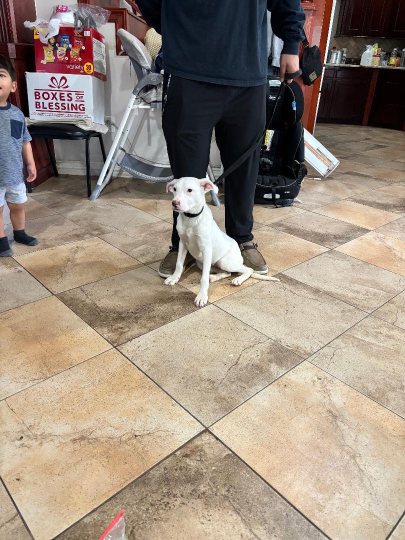 JANICE, an adoptable Staffordshire Bull Terrier & Fox Terrier Mix in San Antonio, TX_image-1