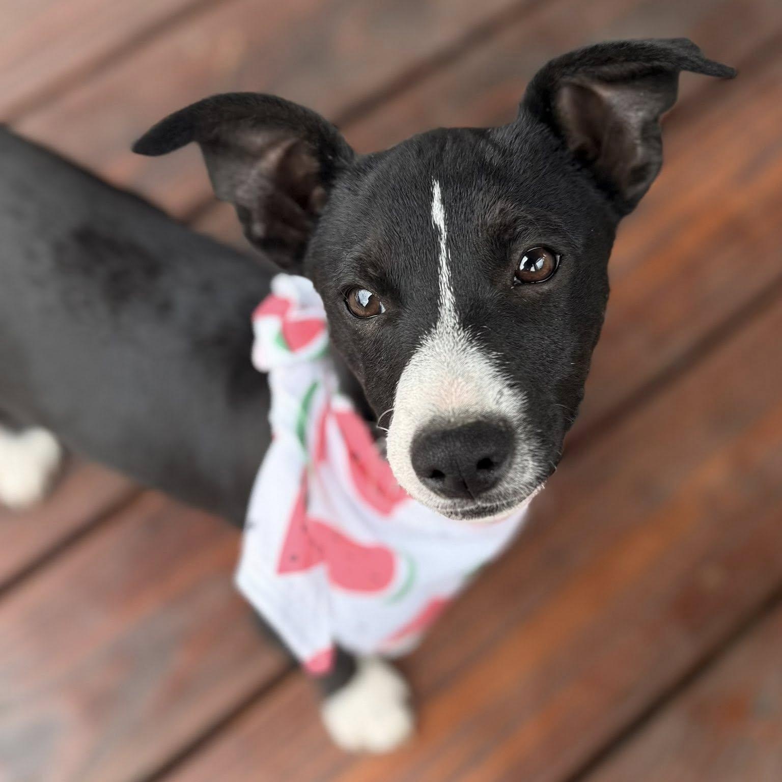 Enlarge Bobby, an adopted mixed breed in Albany, NY image 6/6