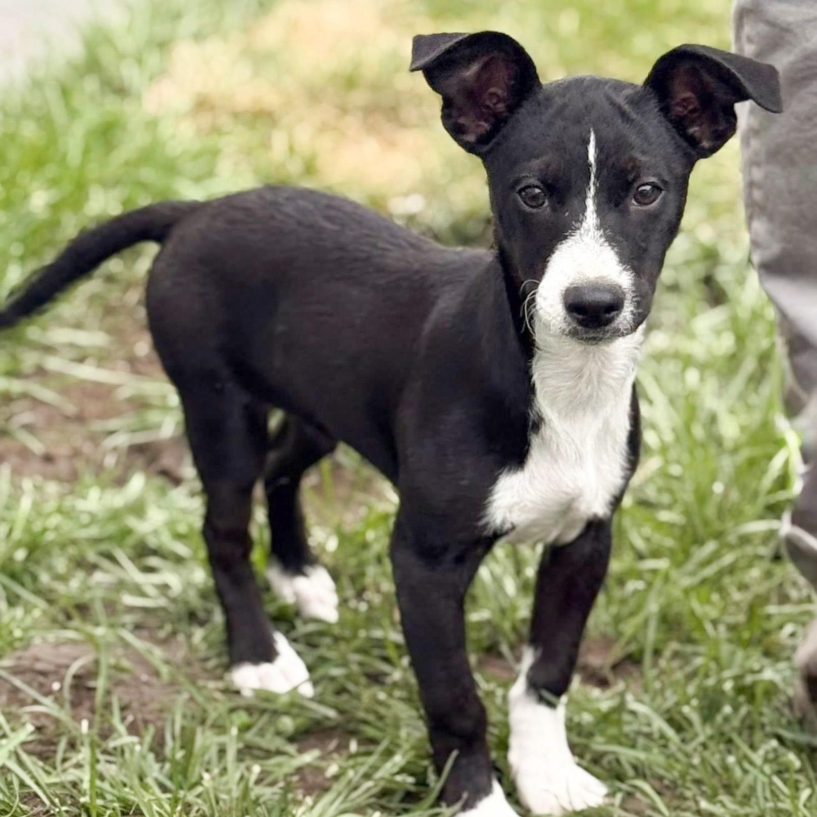 Enlarge Bobby, a Adoptable mixed breed in Albany, NY image 6/6