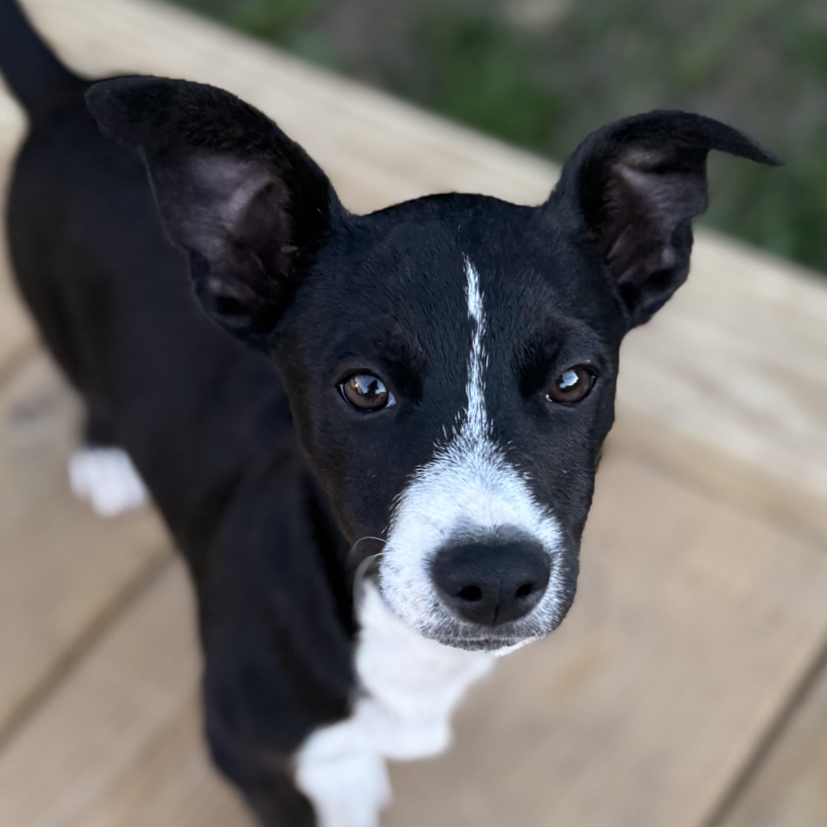 Enlarge Bobby, a Adoptable mixed breed in Albany, NY image 1/6