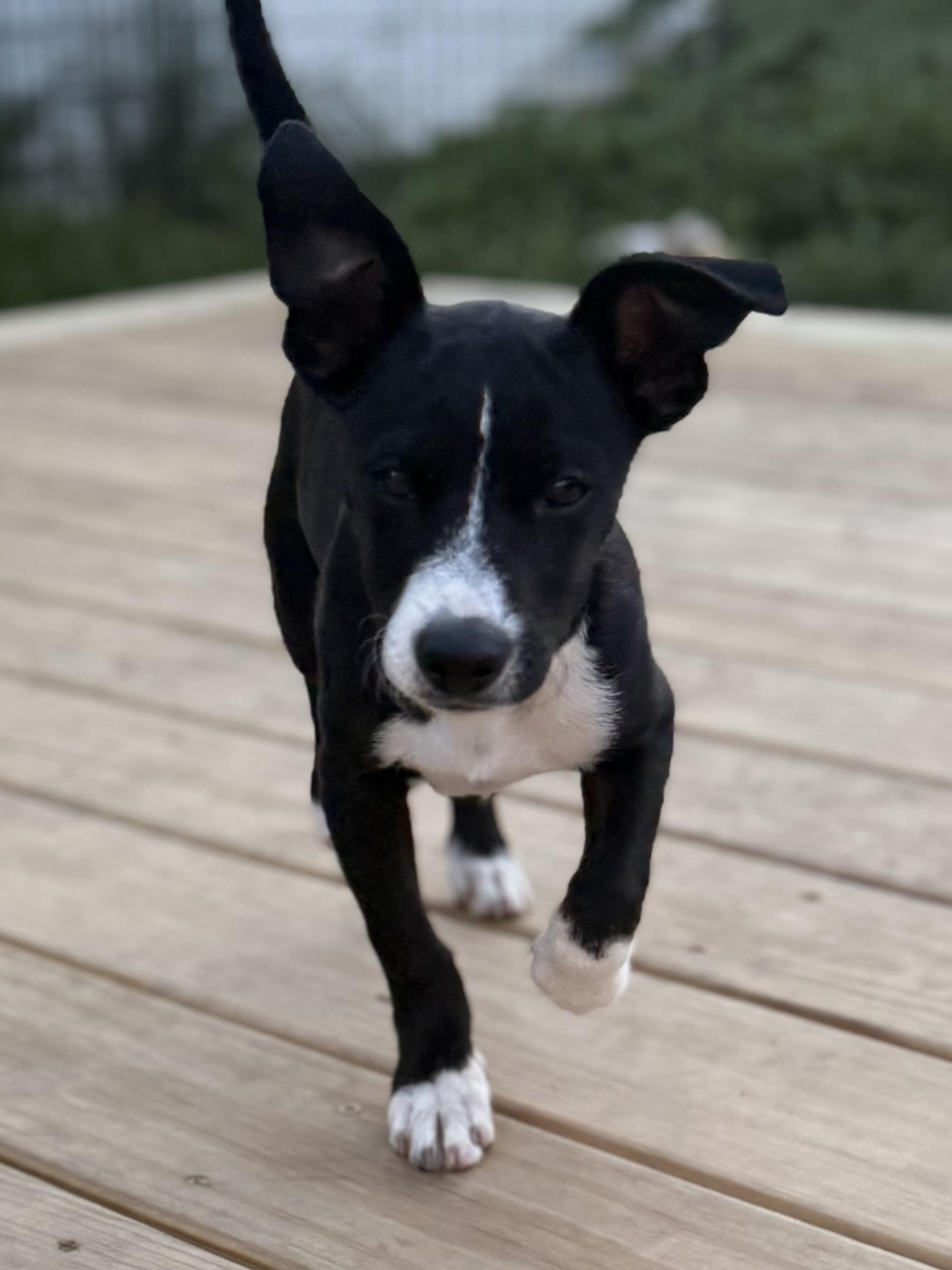 Enlarge Bobby, a Adoptable mixed breed in Albany, NY image 4/6
