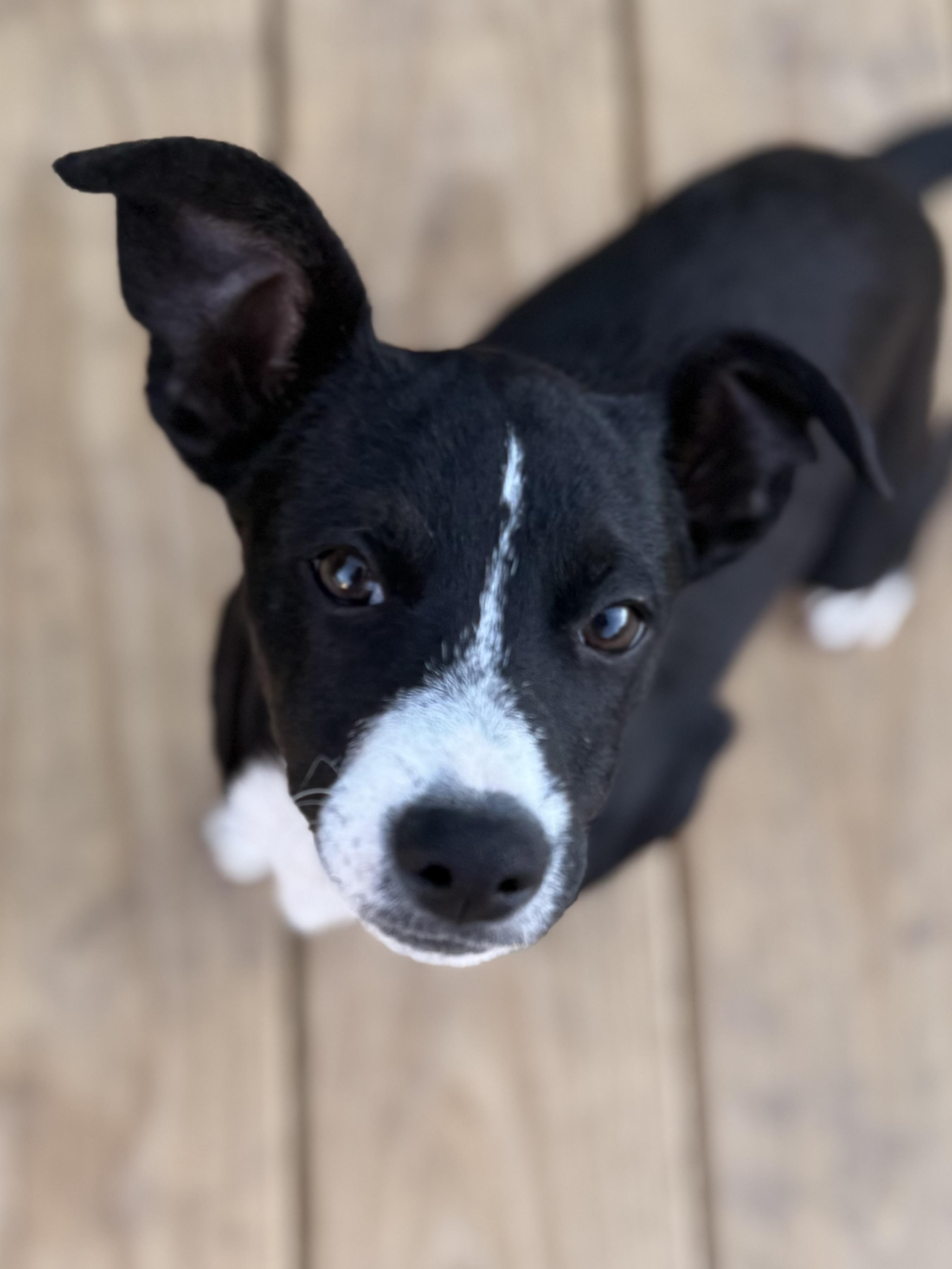 Enlarge Bobby, a Adoptable mixed breed in Albany, NY image 5/6