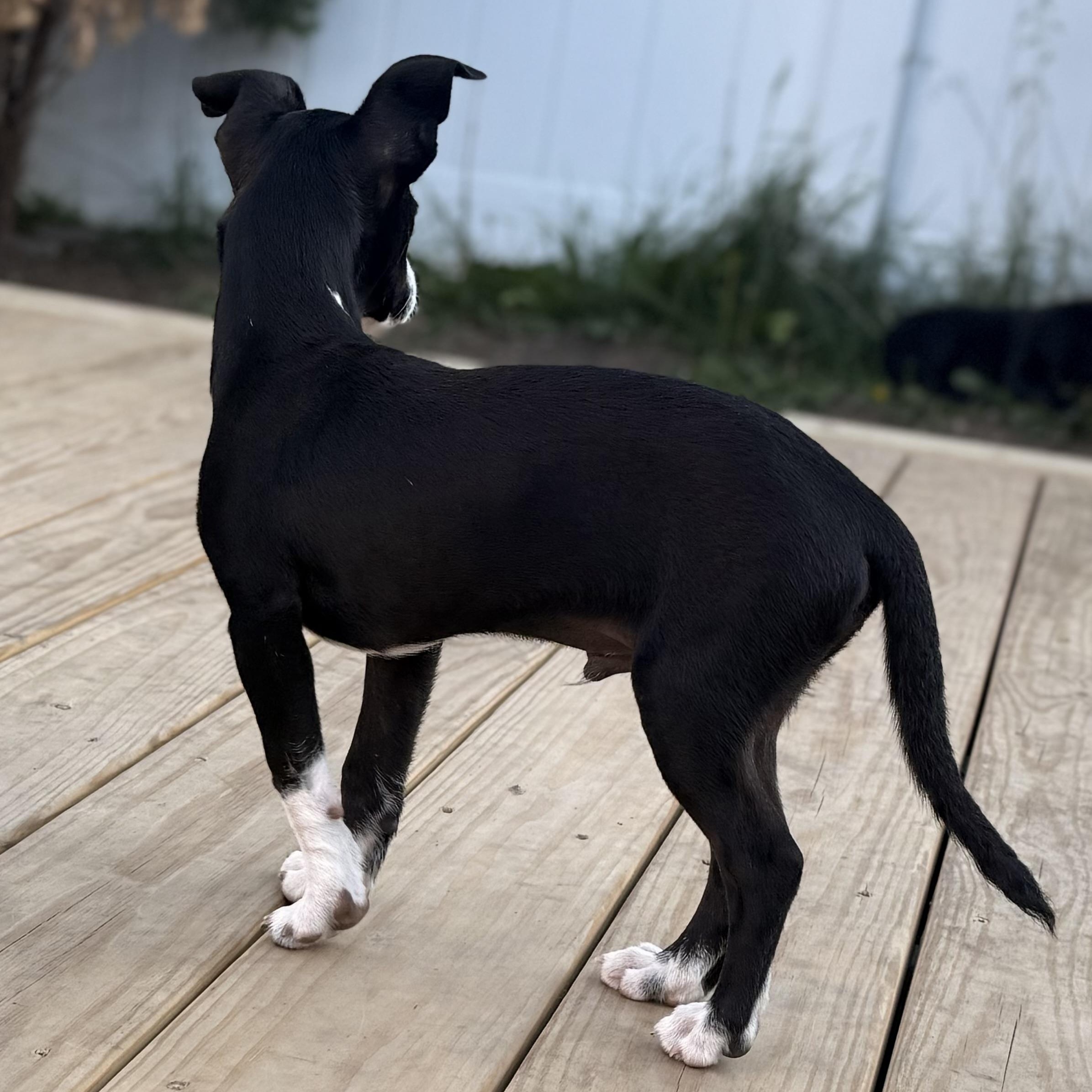 Enlarge Bobby, a Adoptable mixed breed in Albany, NY image 3/6