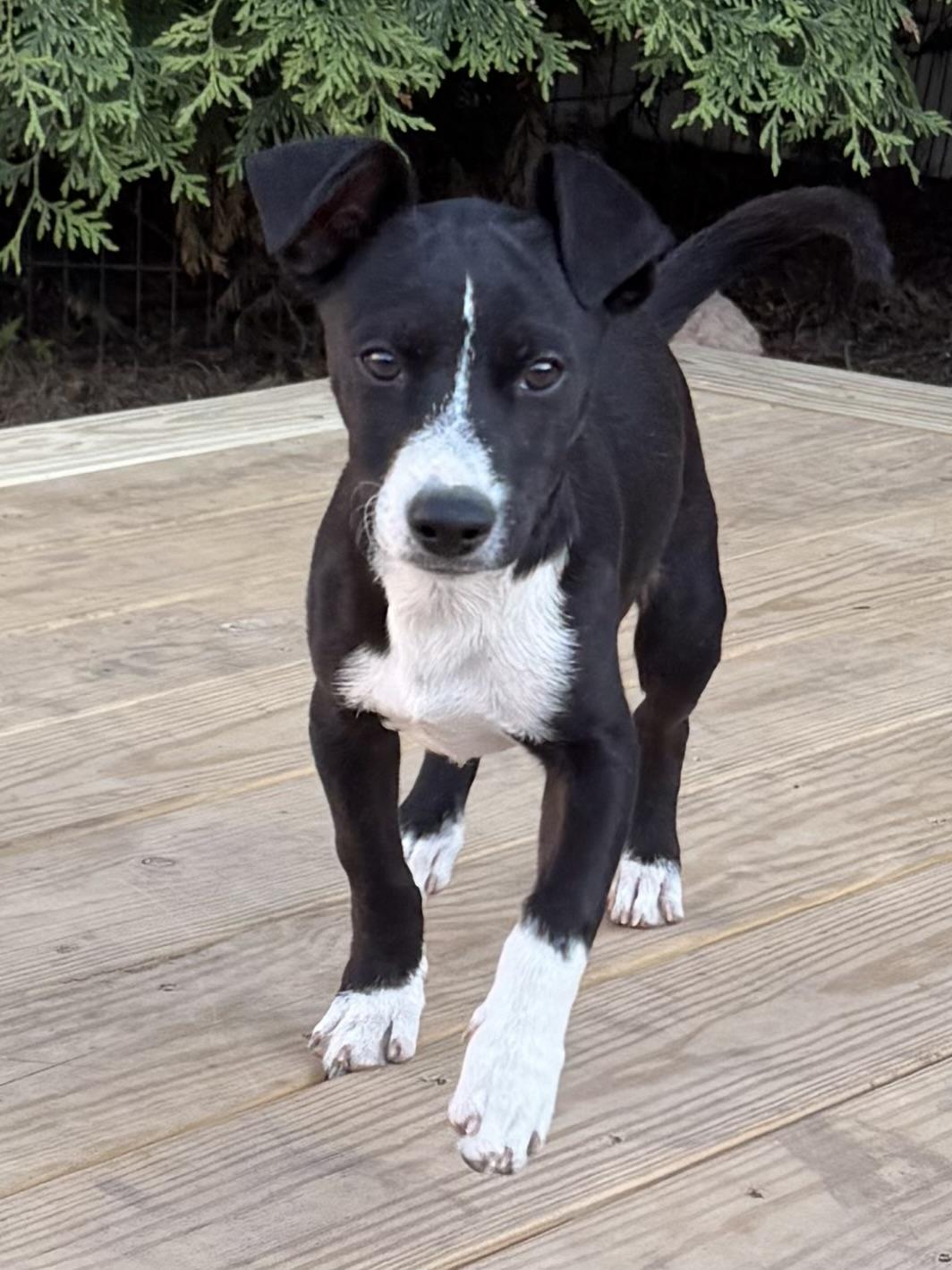 Enlarge Bobby, a Adoptable mixed breed in Albany, NY image 2/6