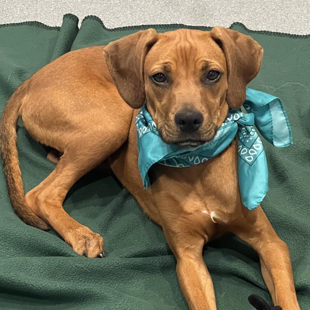 Jane Austin, adopted, Young Female Mixed Breed.
