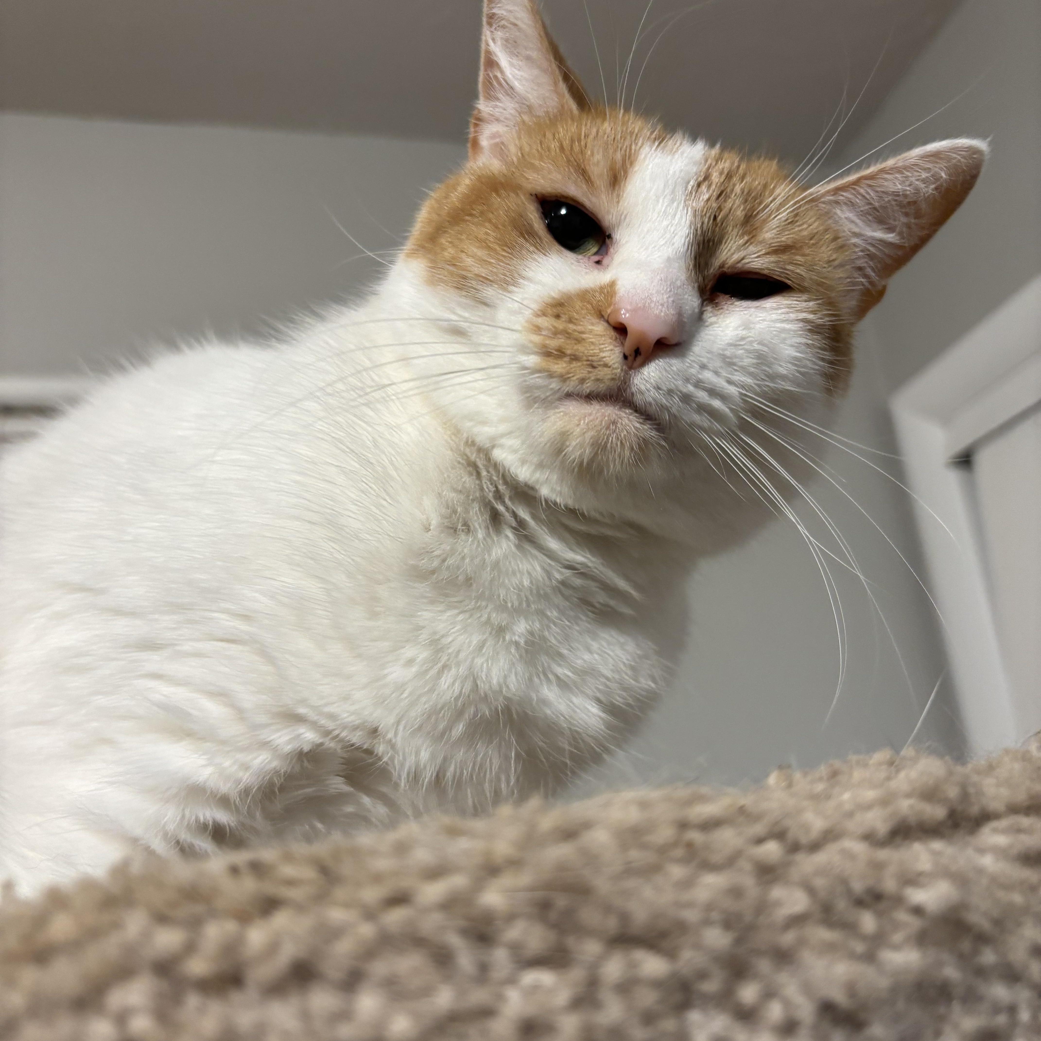 Enlarge Winter, a ADOPTABLE Domestic Short Hair in Kirklin, IN image 5/6