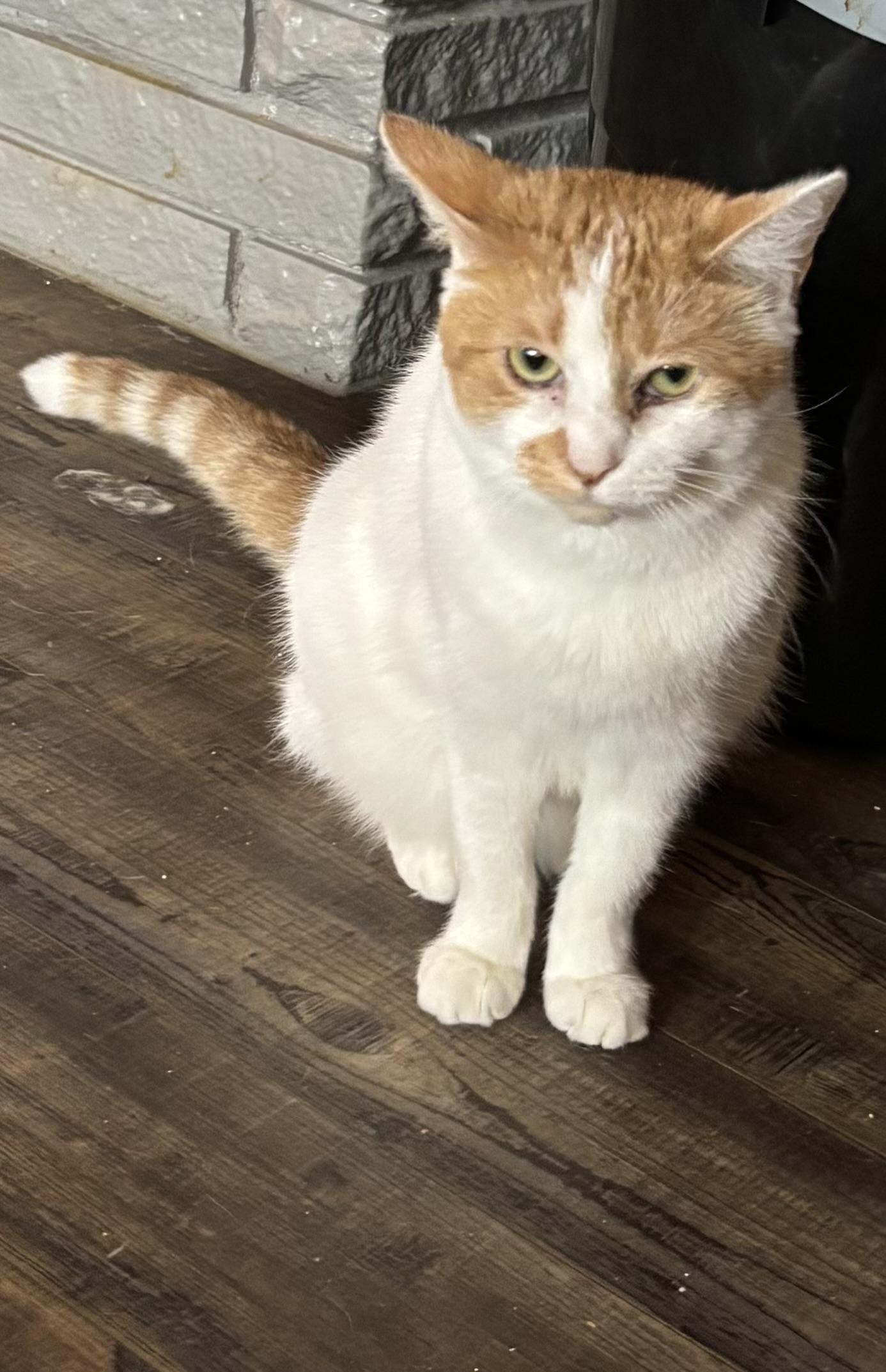 Enlarge Winter, a ADOPTABLE Domestic Short Hair in Kirklin, IN image 2/6