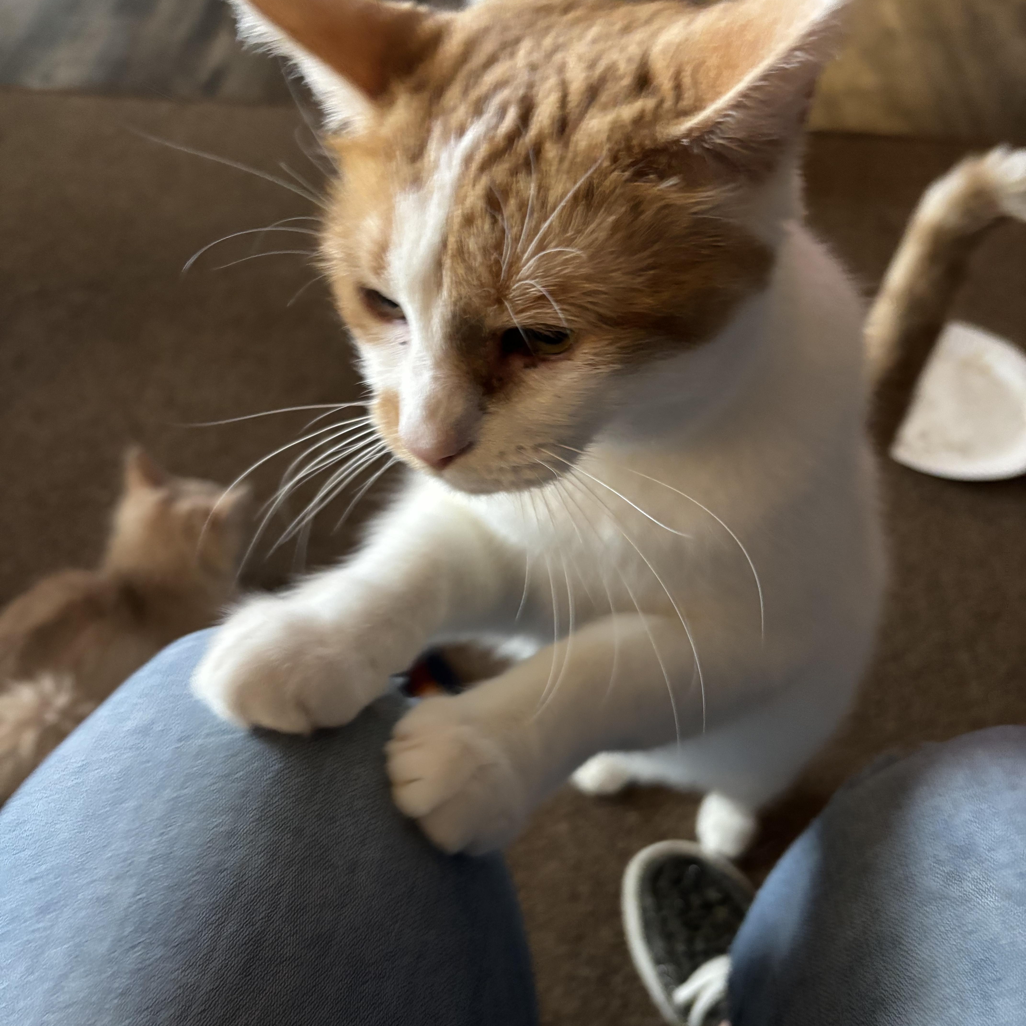 Enlarge Winter, a ADOPTABLE Domestic Short Hair in Kirklin, IN image 1/6