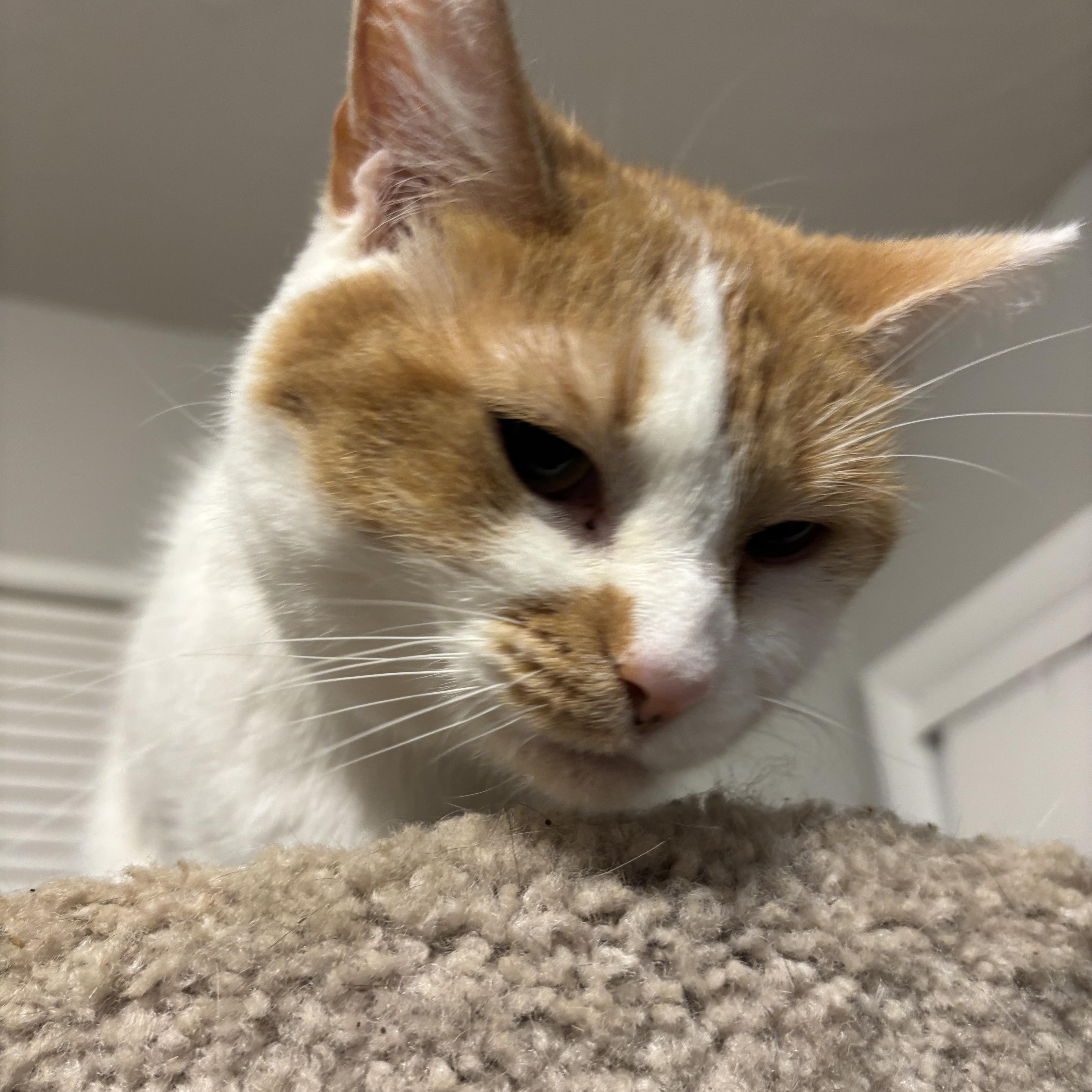 Enlarge Winter, a ADOPTABLE Domestic Short Hair in Kirklin, IN image 6/6