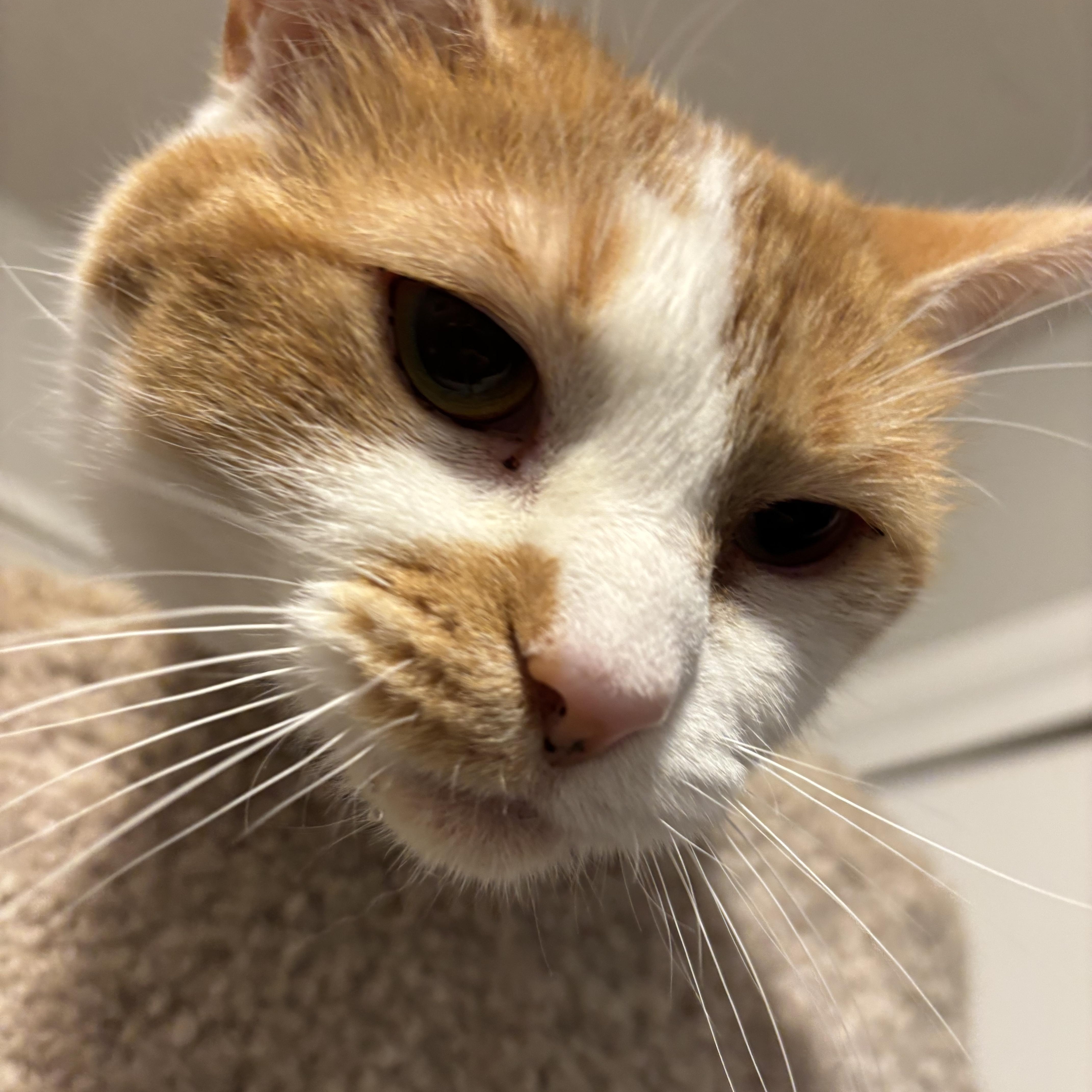 Enlarge Winter, a ADOPTABLE Domestic Short Hair in Kirklin, IN image 3/6