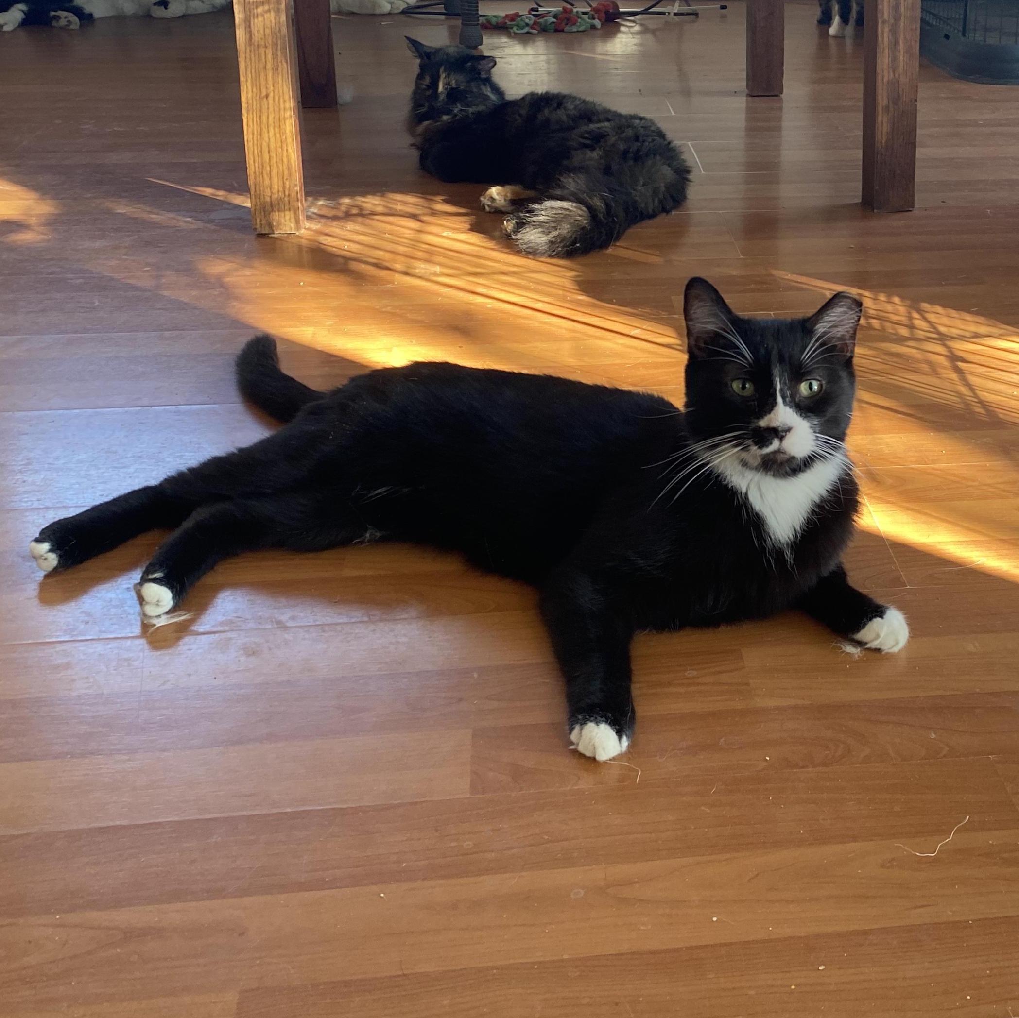 Enlarge Inky, a Adoptable Domestic Short Hair in Las Cruces, NM image 2/2