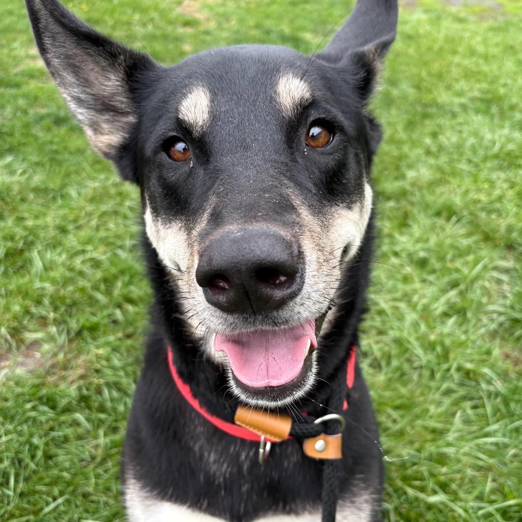 Bella May, a Adoptable mixed breed in St Joseph, MO image 2/3