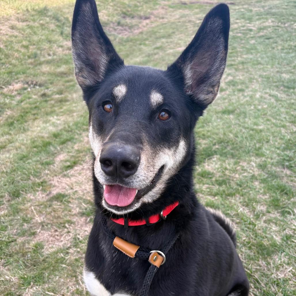 Bella May, a Adoptable mixed breed in St Joseph, MO image 3/3