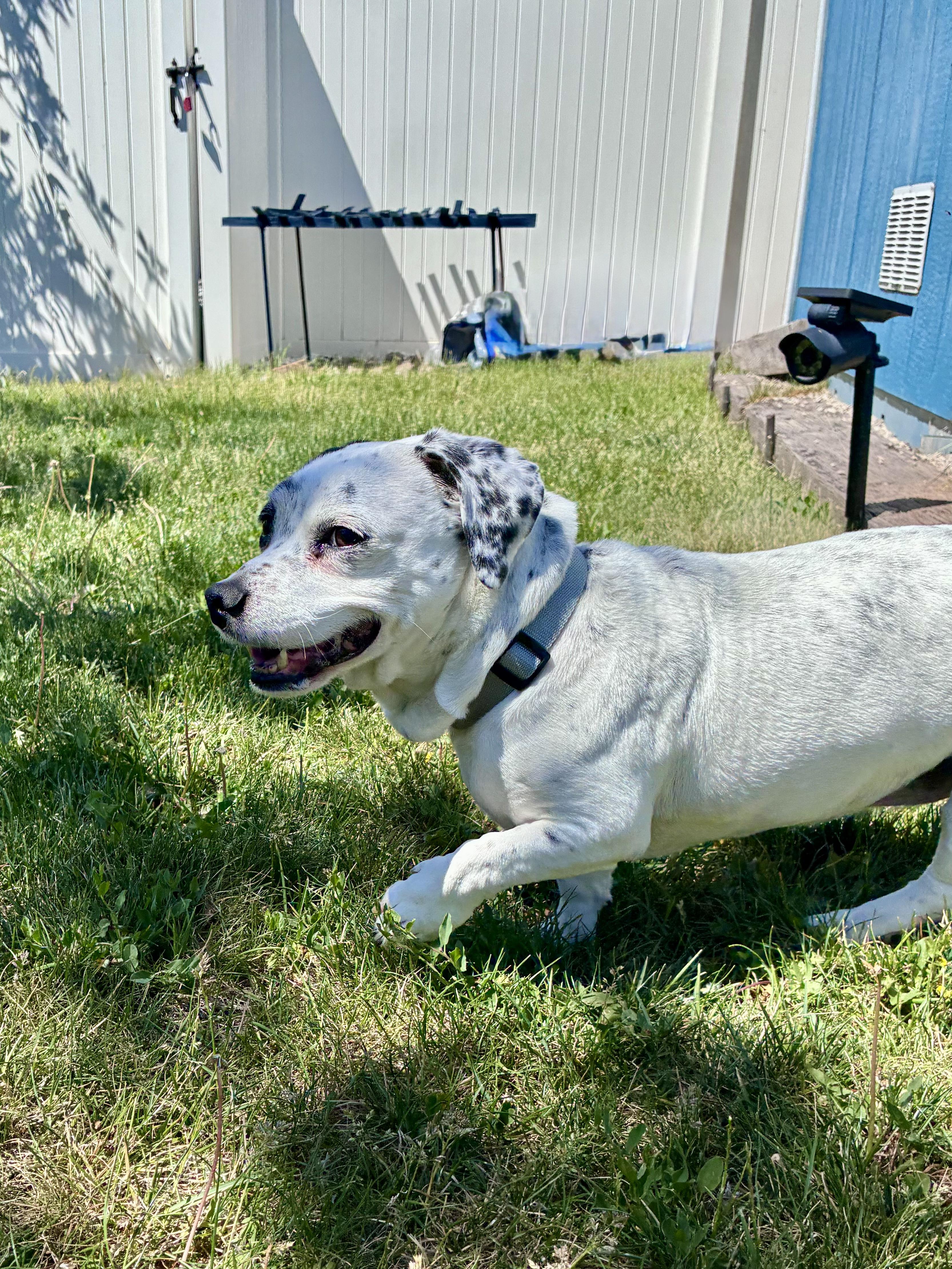 Daisy, a Adoptable mixed breed in West Valley, UT image 6/6