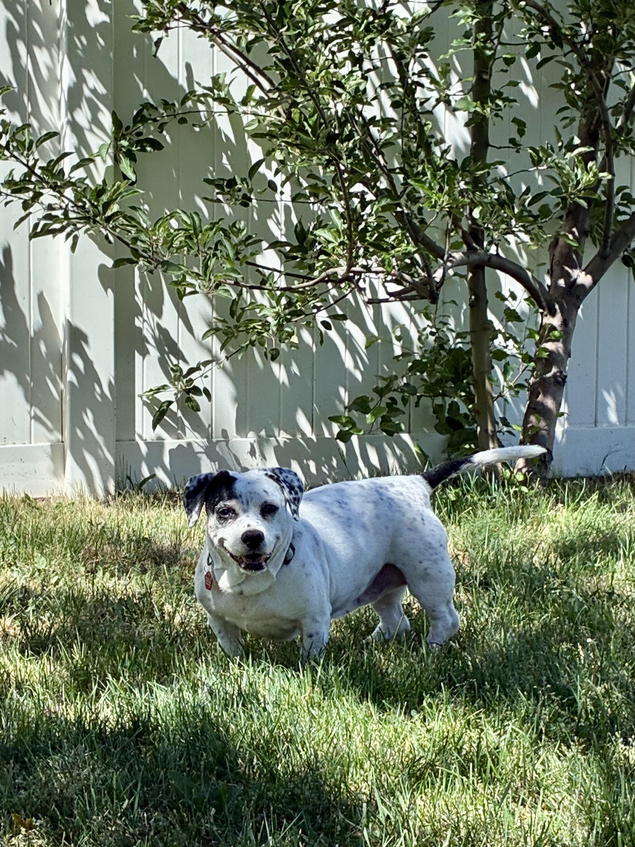 Daisy, a Adoptable mixed breed in West Valley, UT image 5/6