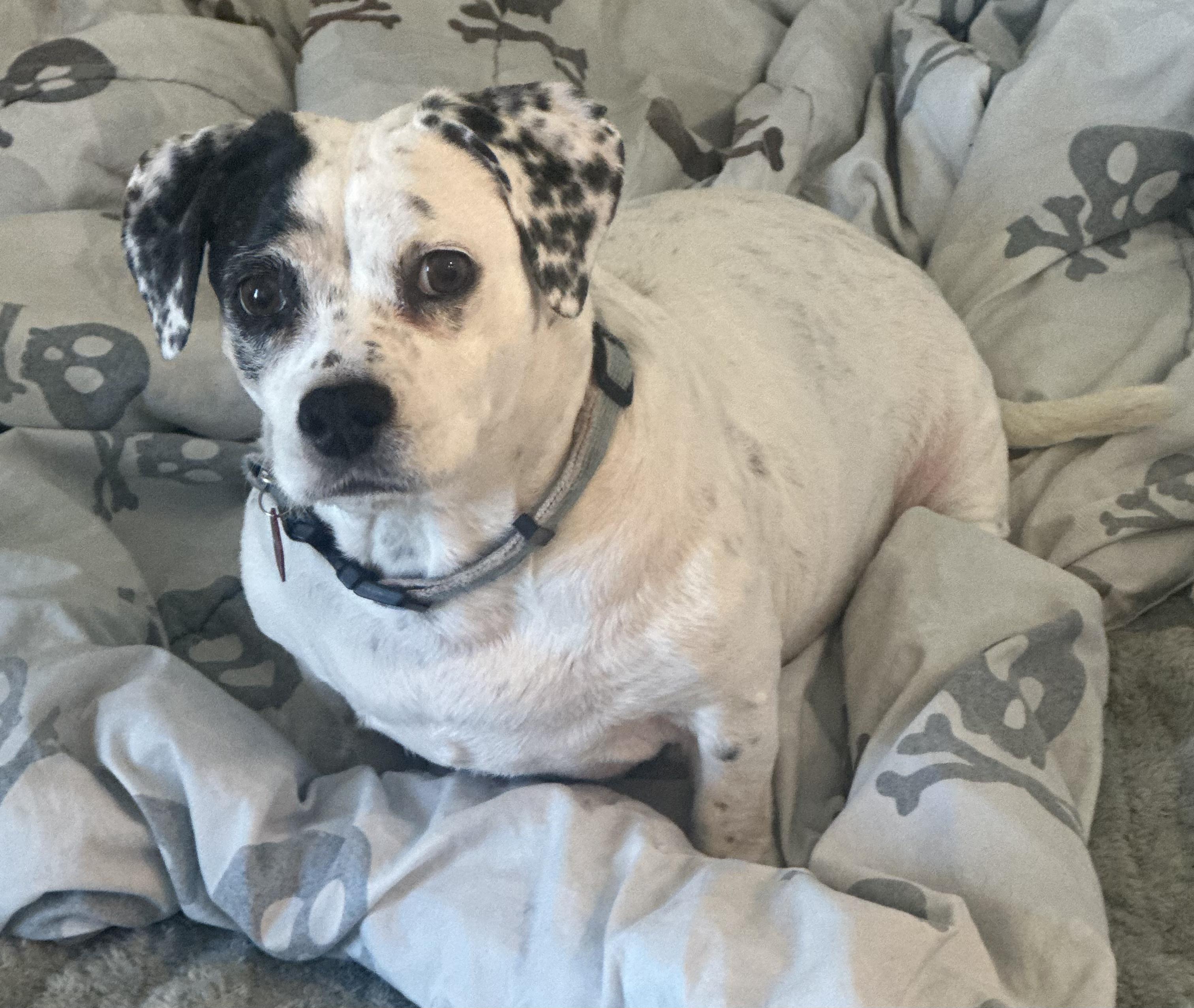 Daisy, a Adoptable mixed breed in West Valley, UT image 1/6