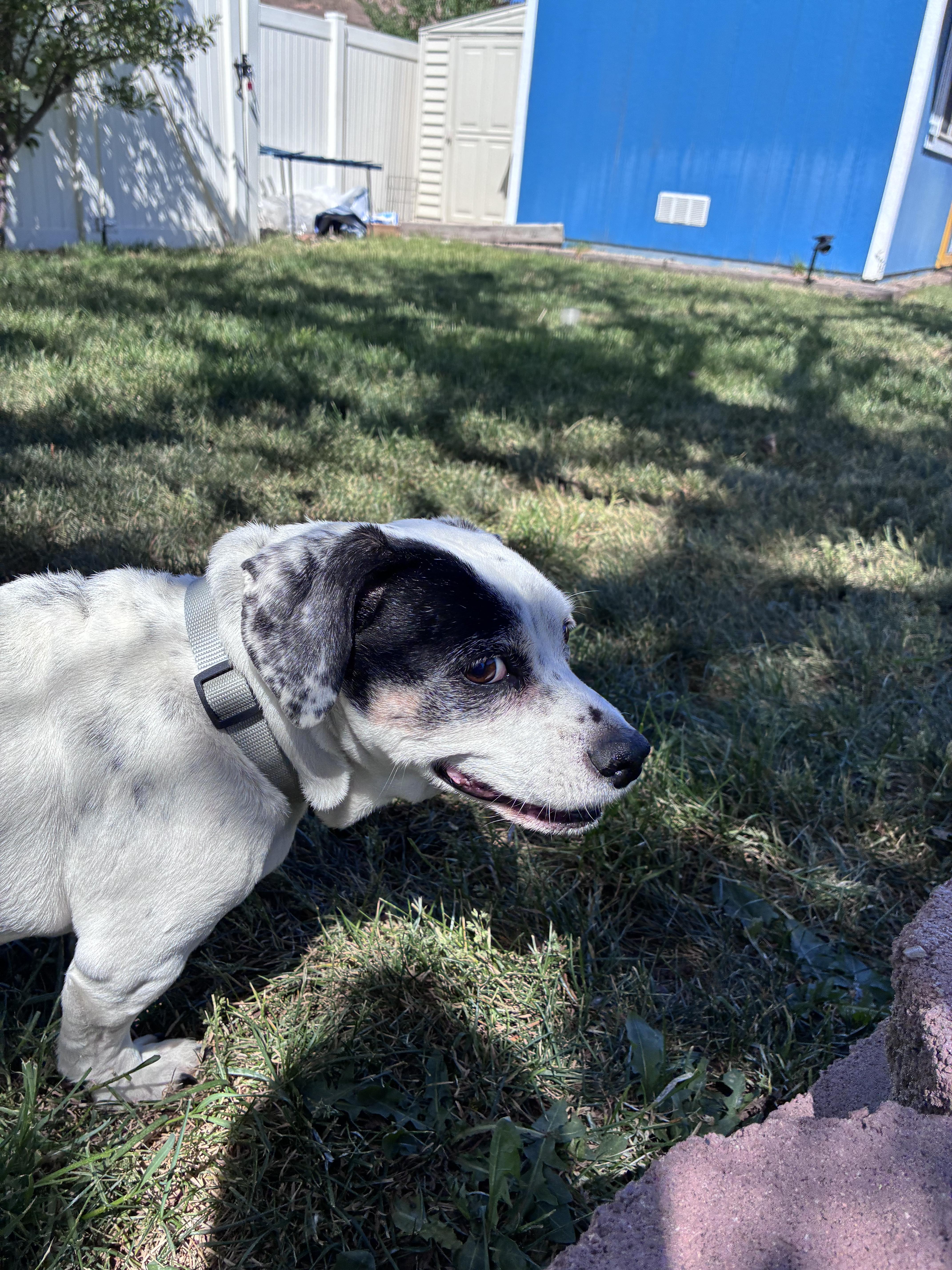 Daisy, a Adoptable mixed breed in West Valley, UT image 3/6