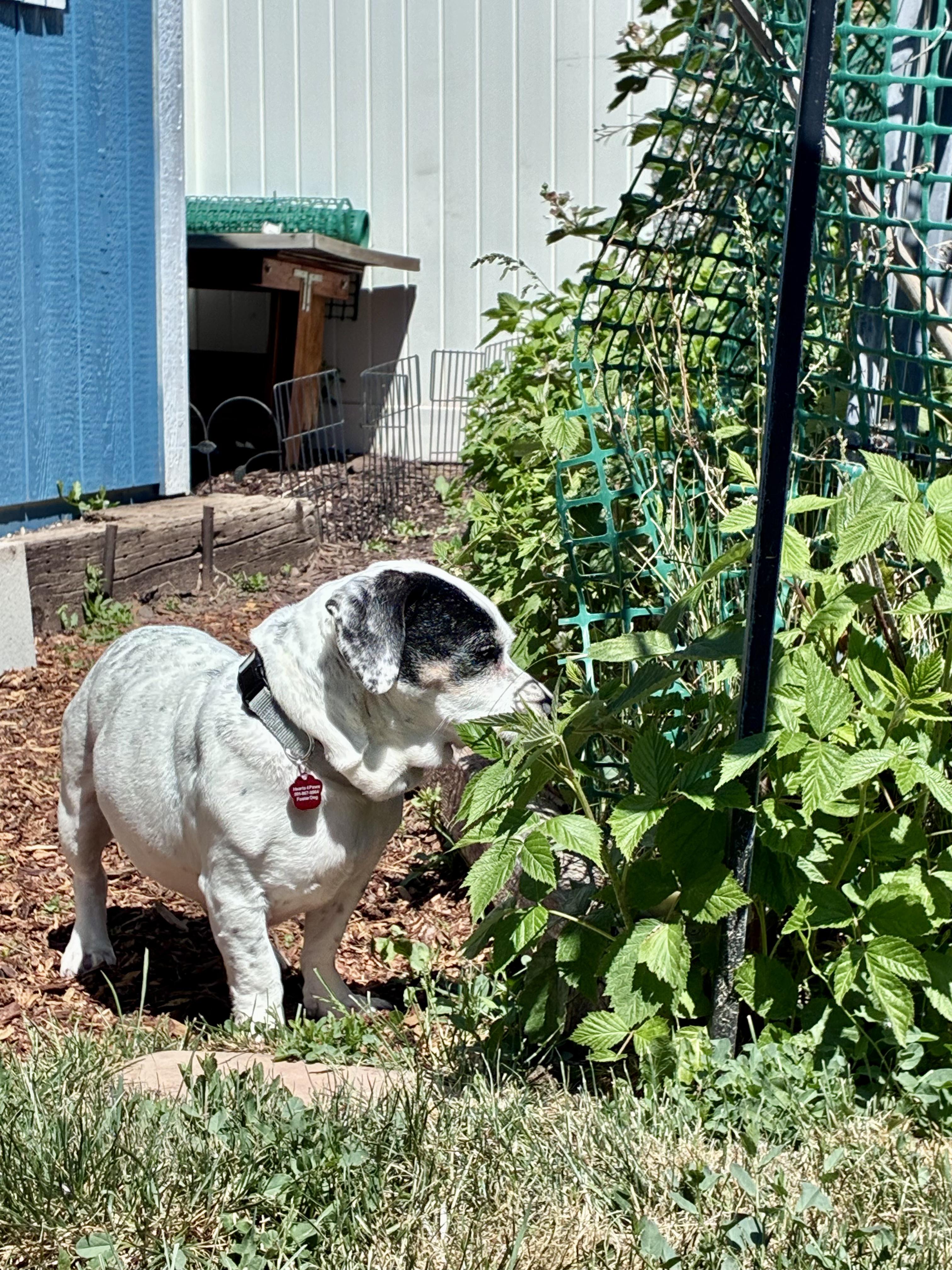 Daisy, a Adoptable mixed breed in West Valley, UT image 4/6