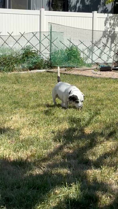 Enlarge Daisy, a Adoptable mixed breed in West Valley, UT video 2/6