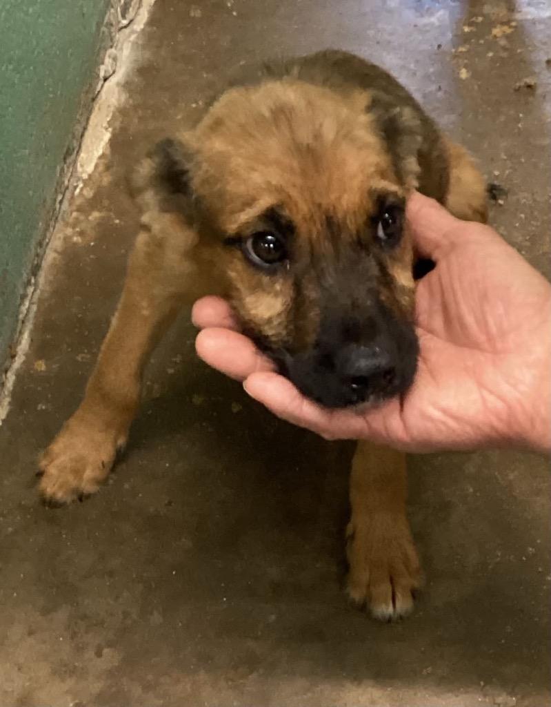 Valor, Adoptable, Puppy Male Shepherd & Terrier.