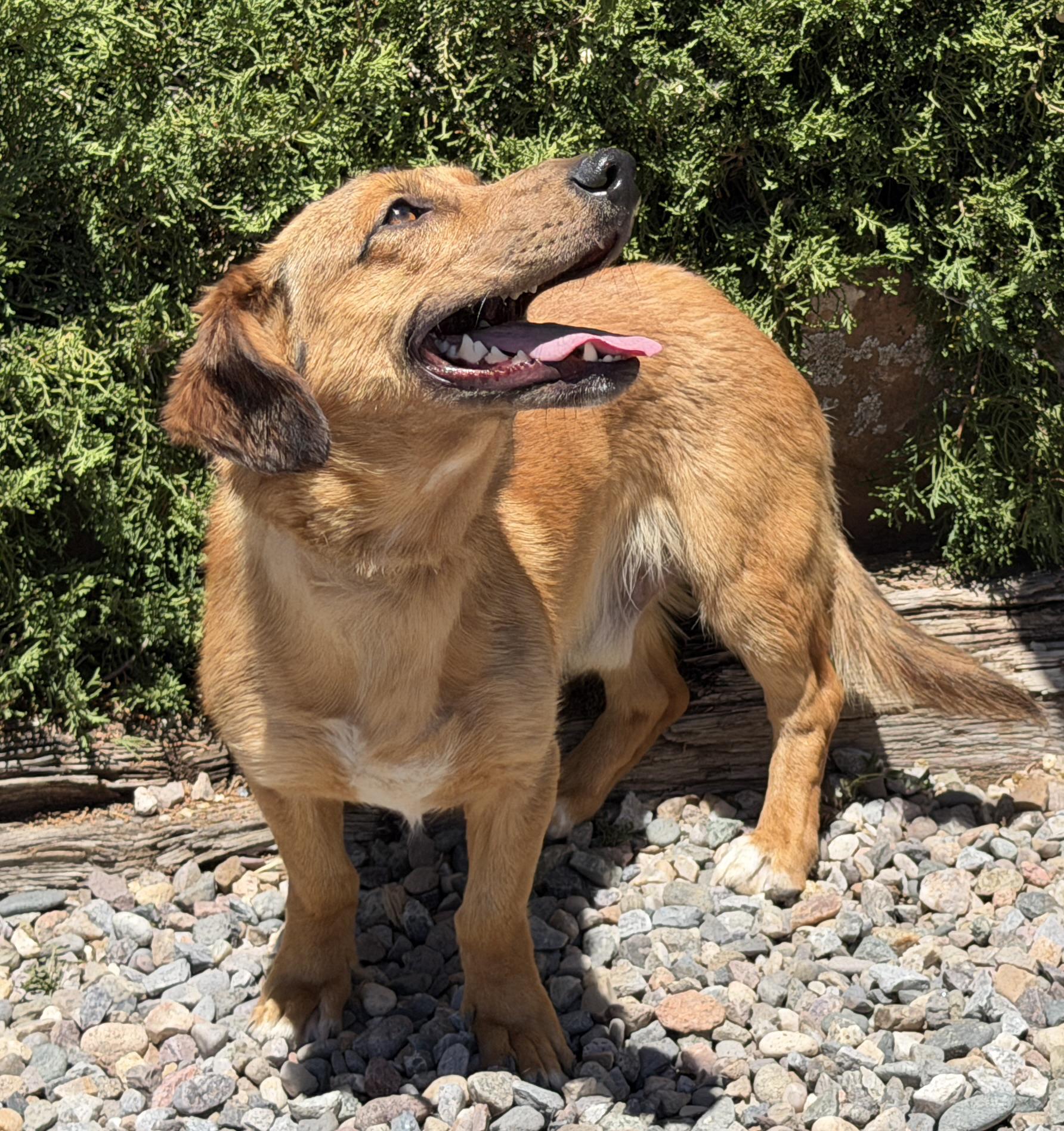Really Cool Red, FUN Downhome Dorgi, adopted, Young Male Dachshund & Corgi.