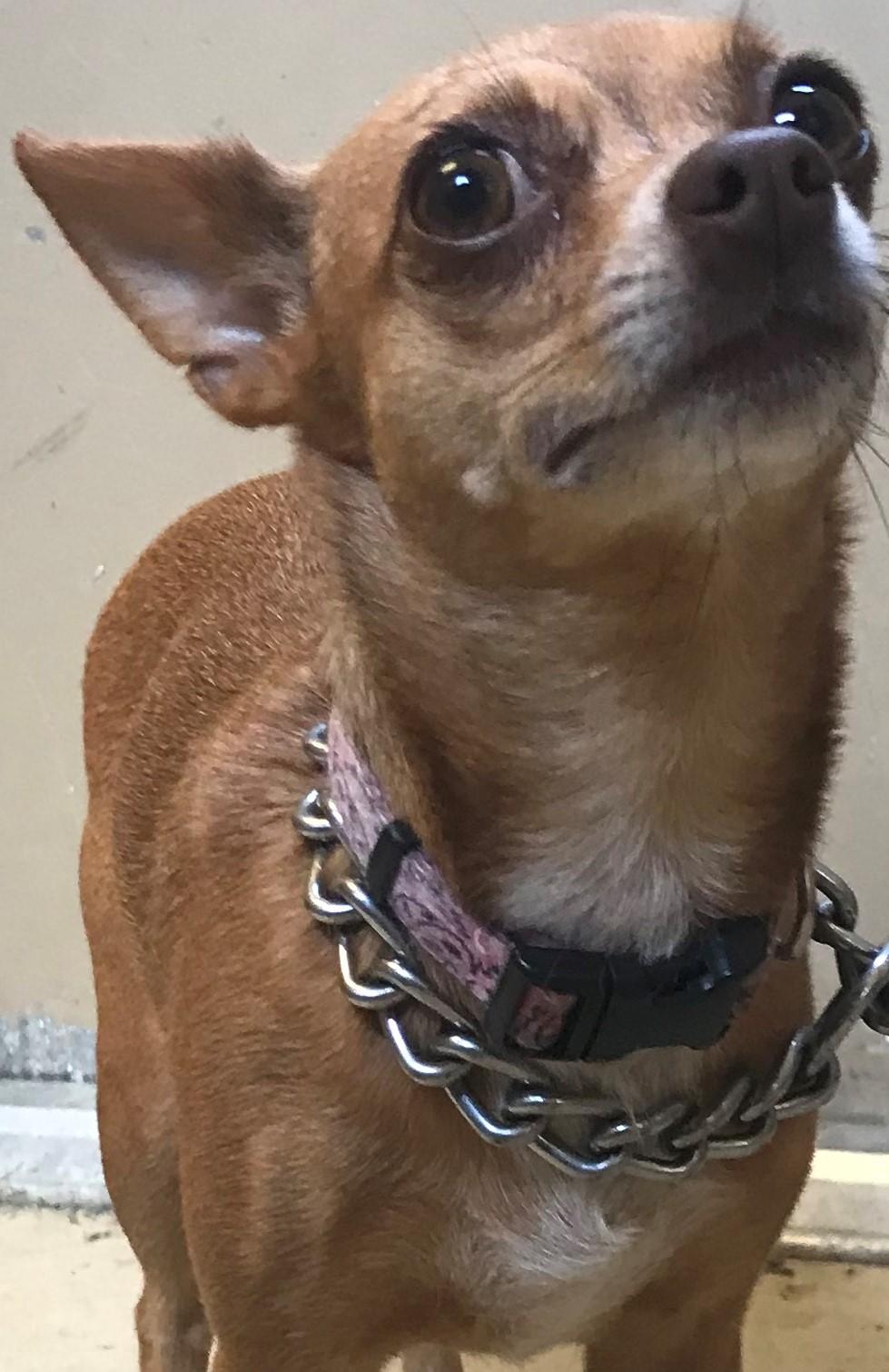 Sassie, Adopted, Adult Female Chihuahua.