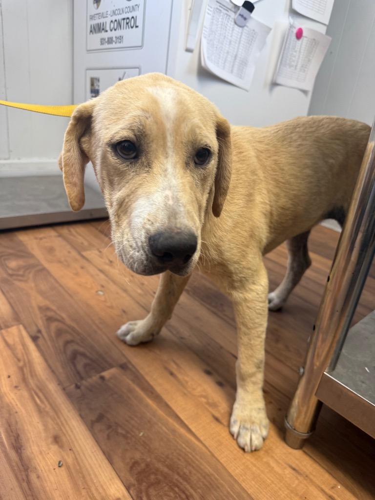 Cobalt, Adoptable, Puppy Male Labrador Retriever & Staffordshire Bull Terrier.