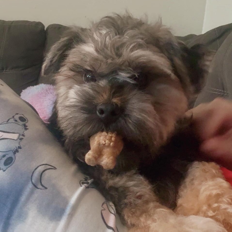 Enlarge Wicket, an adopted mixed breed in Louisville, KY image 5/5