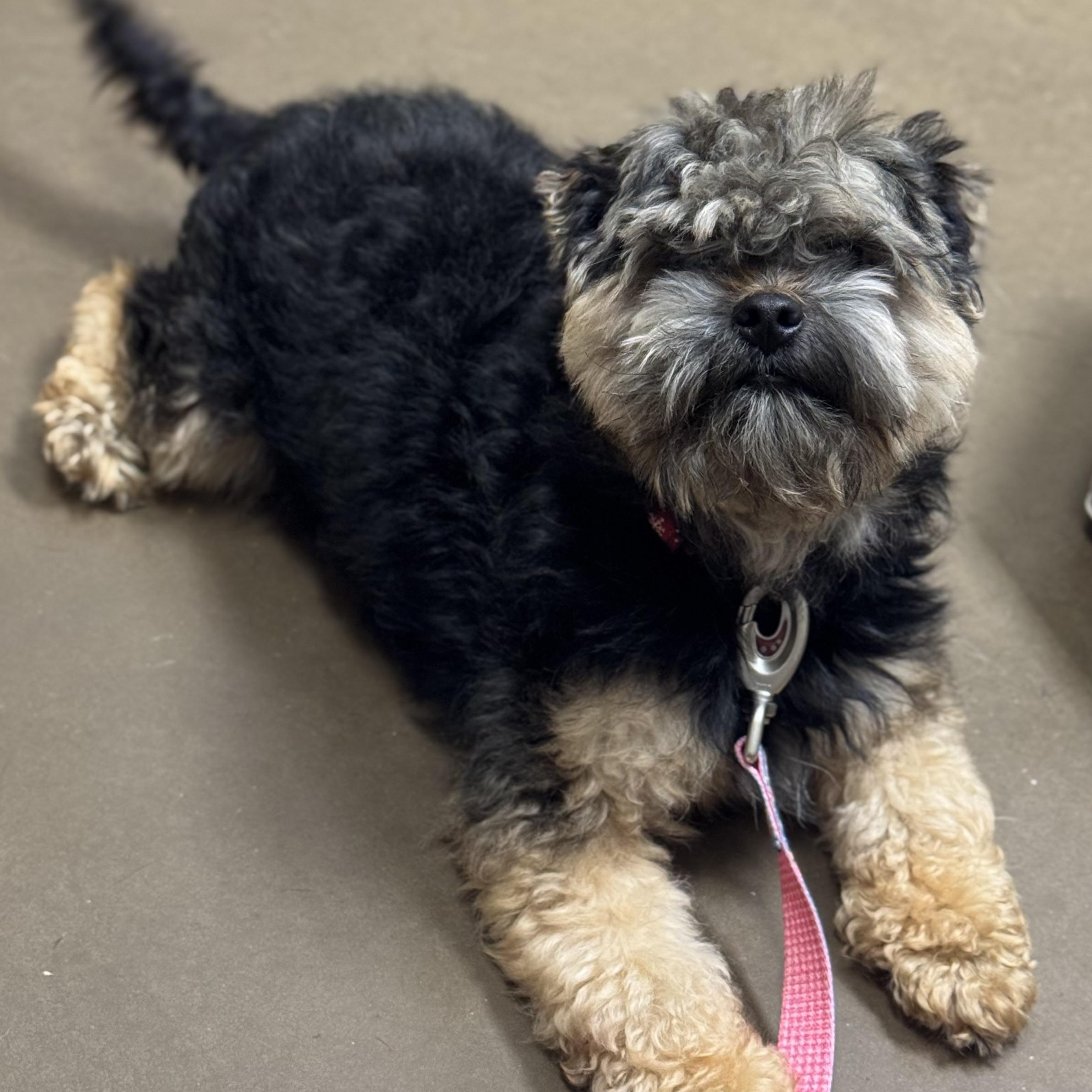 Enlarge Wicket, an adopted mixed breed in Louisville, KY image 2/5