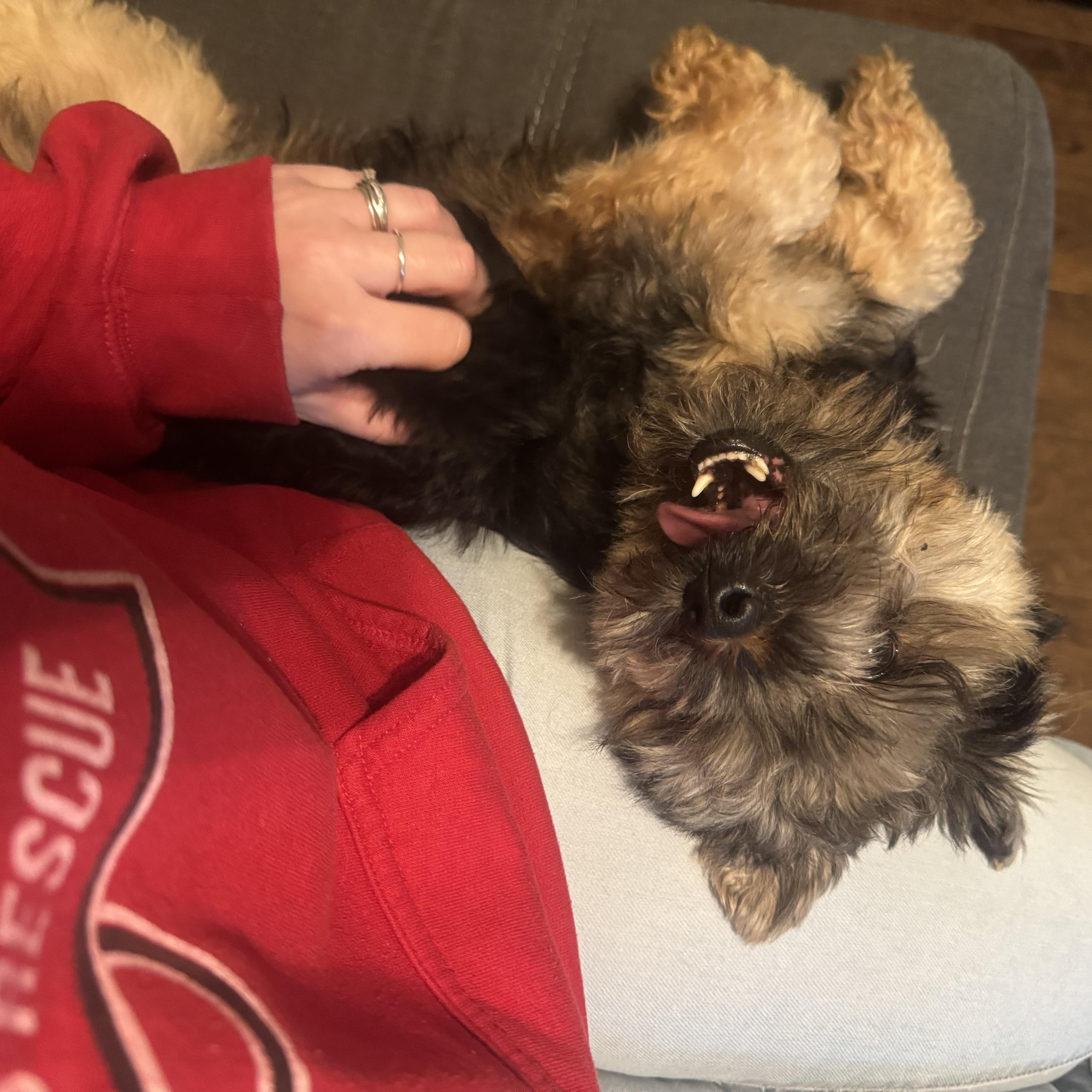 Enlarge Wicket, an adopted mixed breed in Louisville, KY image 3/5