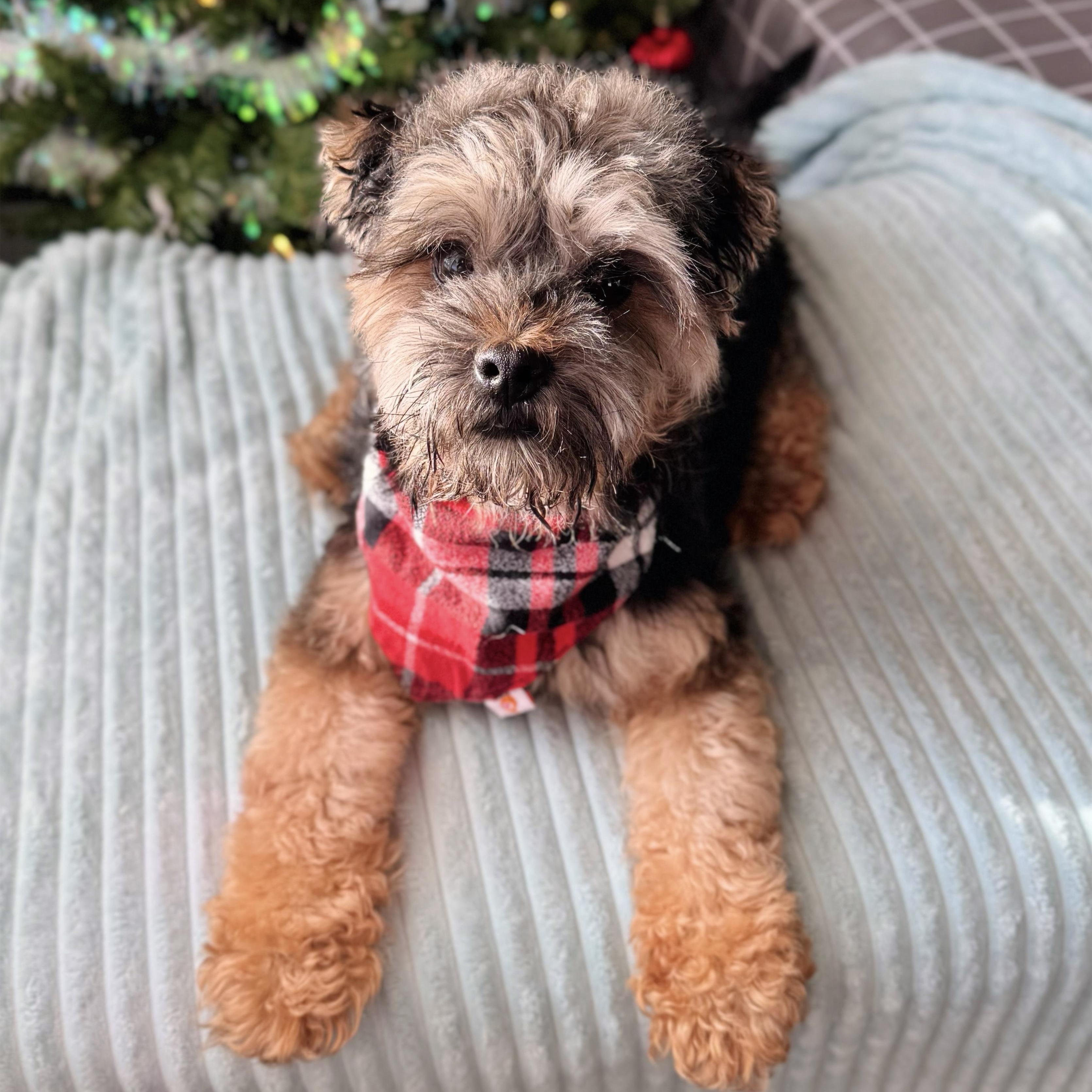 Enlarge Wicket, an adopted mixed breed in Louisville, KY image 1/5