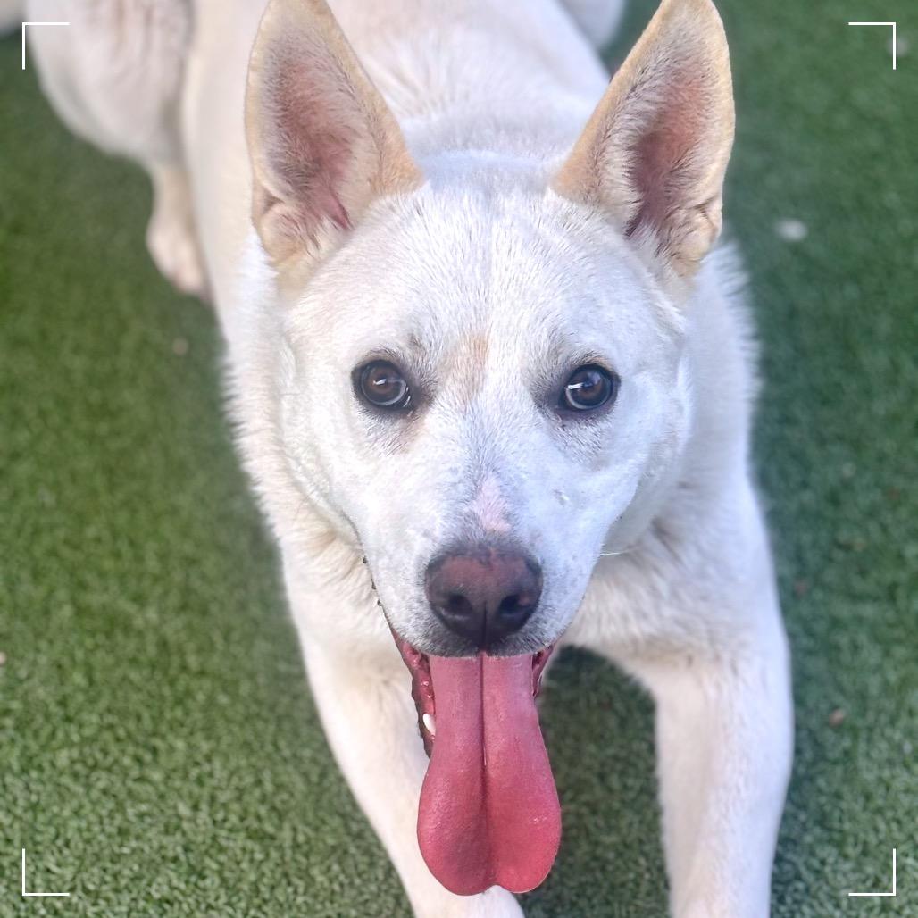 PLUTO, Adoptable, Adult Male Yellow Labrador Retriever.