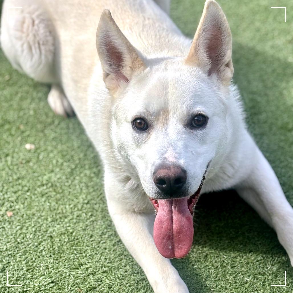 Enlarge PLUTO, a Adoptable mixed breed in Upland, CA image 2/6