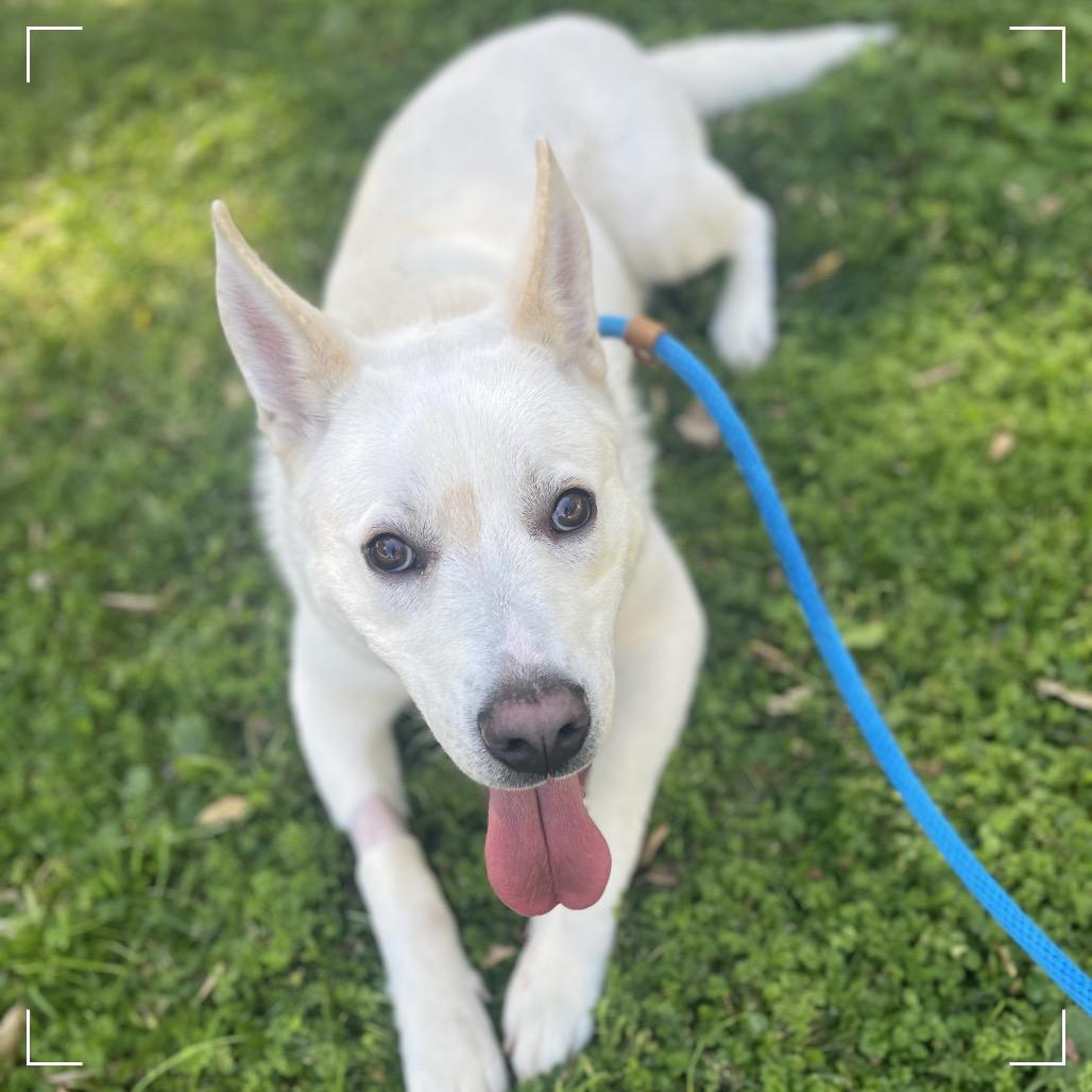 Enlarge PLUTO, a Adoptable mixed breed in Upland, CA image 3/6