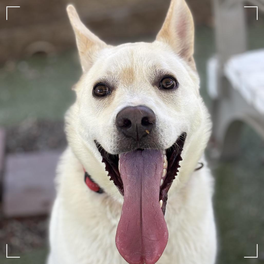 Enlarge PLUTO, a Adoptable mixed breed in Upland, CA image 4/6