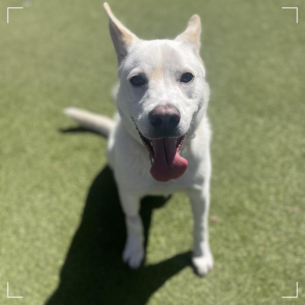 Enlarge PLUTO, a Adoptable mixed breed in Upland, CA image 6/6