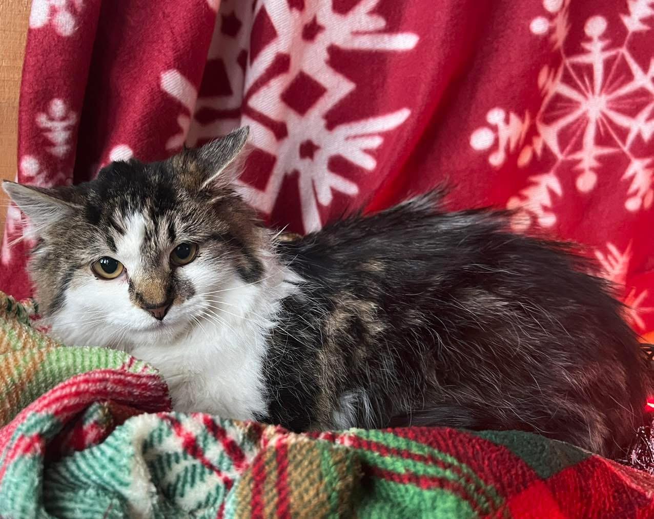 Enlarge Ms Dumplings , a ADOPTABLE mixed breed in Sullivan, MO image 1/1