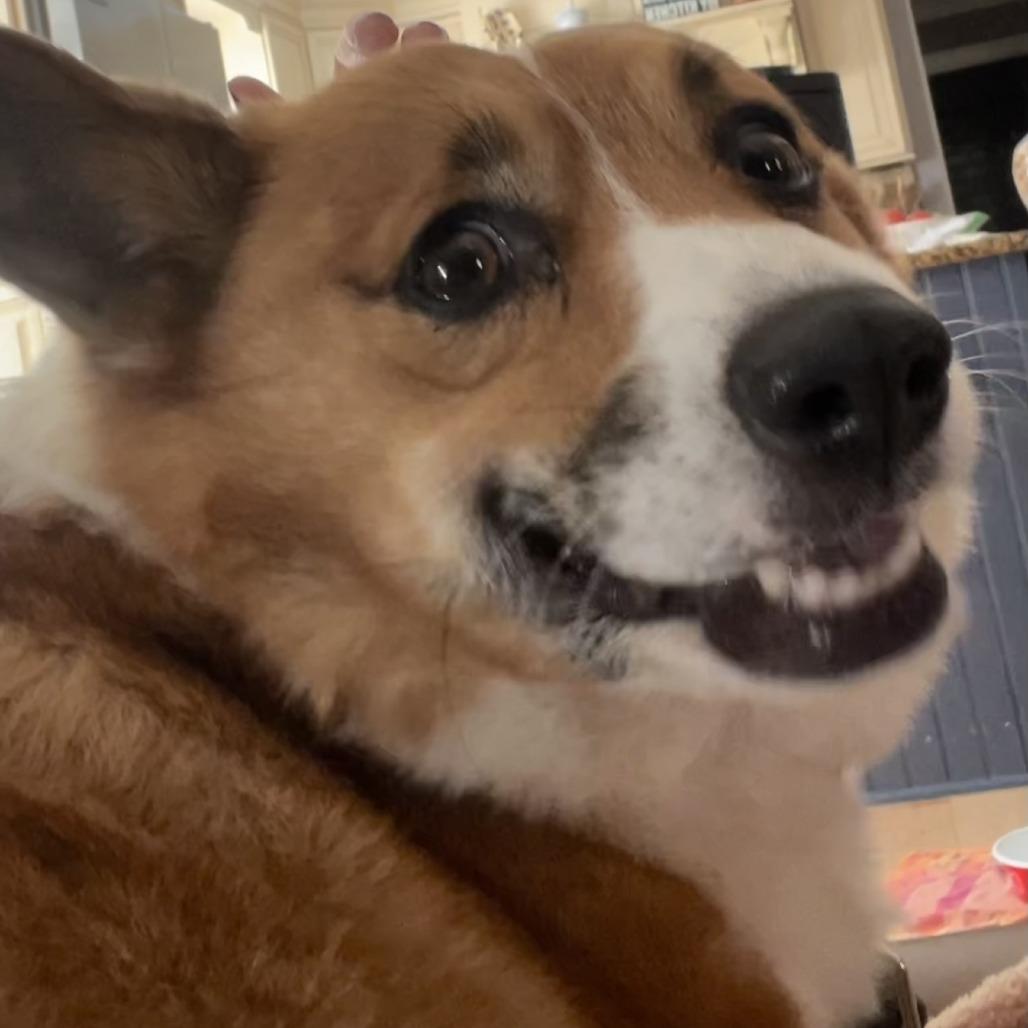 Honey, Adoptable, Adult Female Corgi & Mixed Breed.